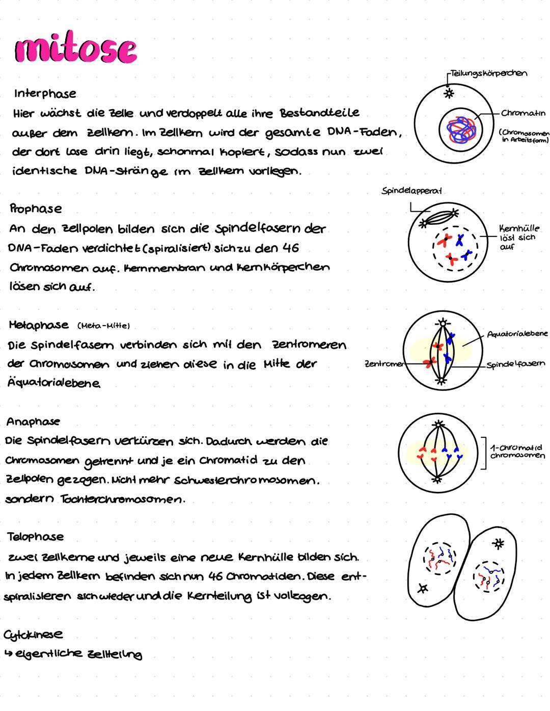 mitose
Interphase
Hier wächst die Zelle und verdoppelt alle ihre Bestandteile
außer dem zellkem. Im Zellkern wird der gesamte DNA-Faden,
der