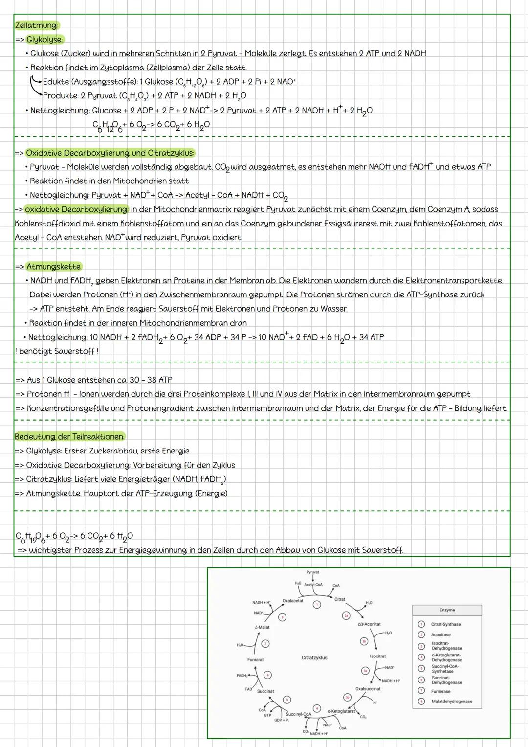 ## Zellatmung
=> **Glykolyse**
* Glukose (Zucker) wird in mehreren Schritten in 2 Pyruvat - Moleküle zerlegt. Es entstehen 2 ATP und 2 NAD