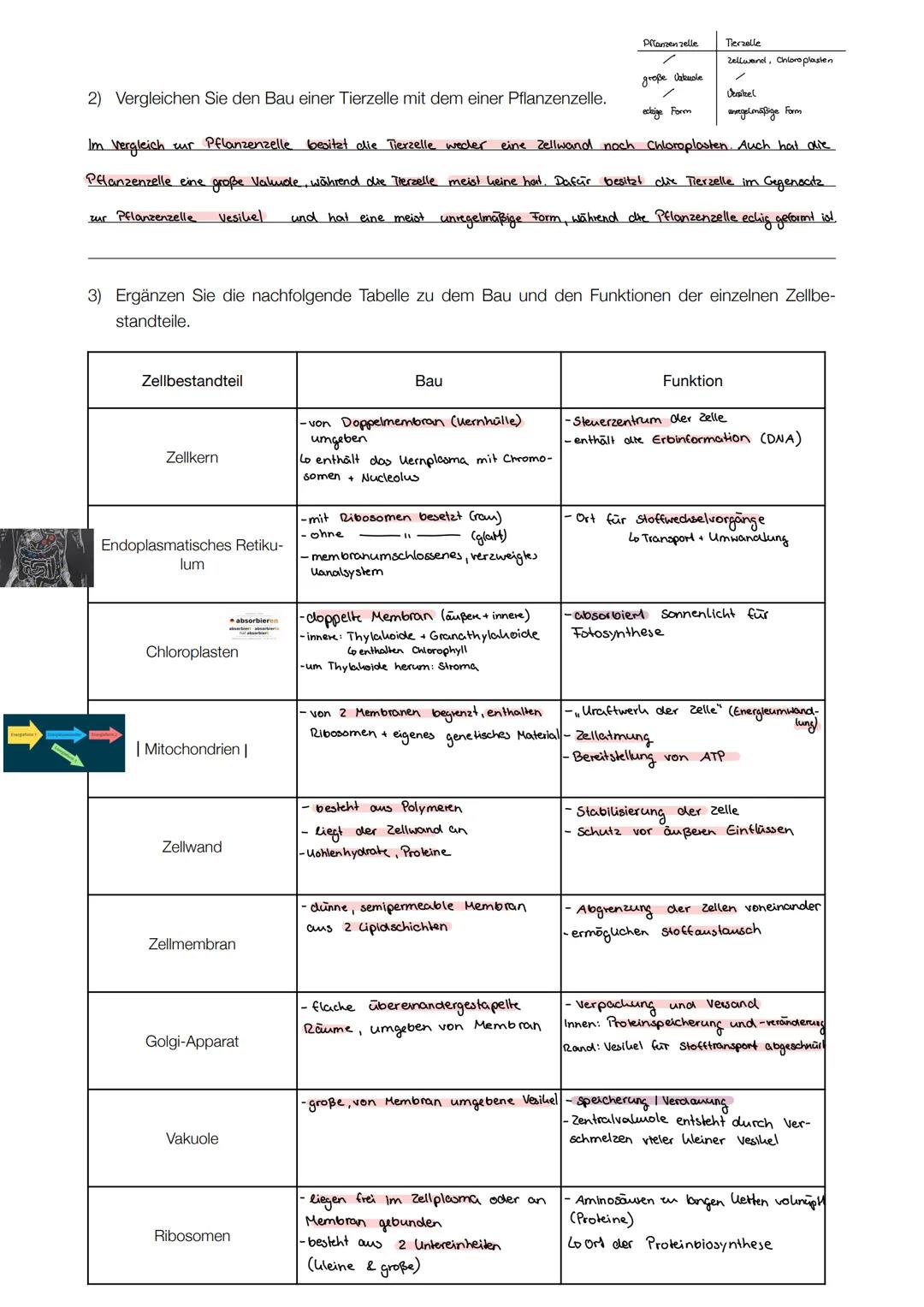 ## 2) Vergleichen Sie den Bau einer Tierzelle mit dem einer Pflanzenzelle.
Im Vergleich zur Pflanzenzelle besitzt die Tierzelle weder eine