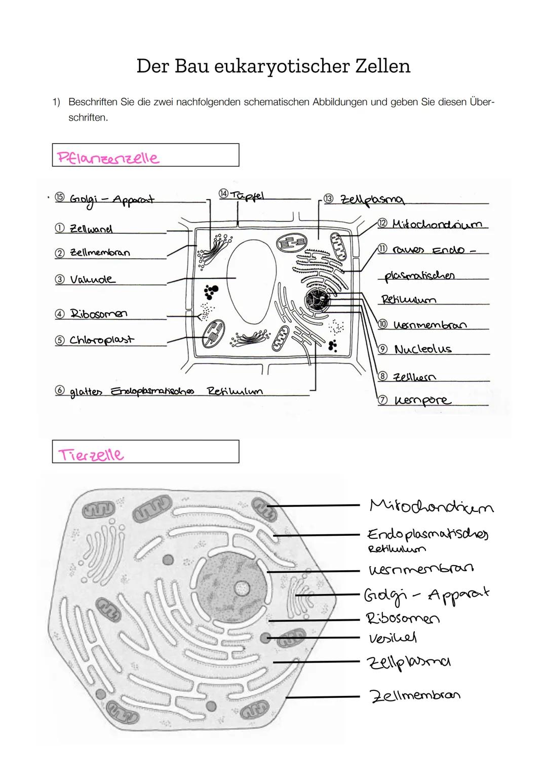 ## 2) Vergleichen Sie den Bau einer Tierzelle mit dem einer Pflanzenzelle.
Im Vergleich zur Pflanzenzelle besitzt die Tierzelle weder eine