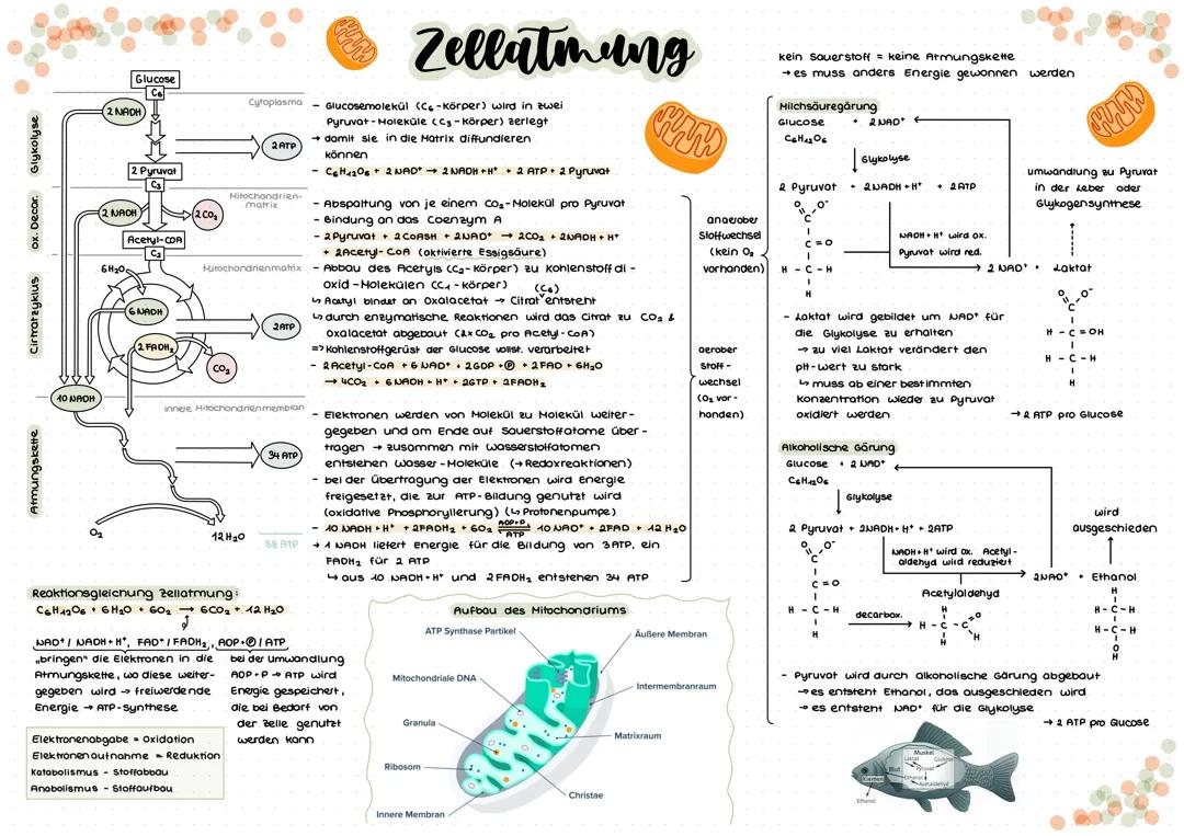 Bio LK - Zellatmung