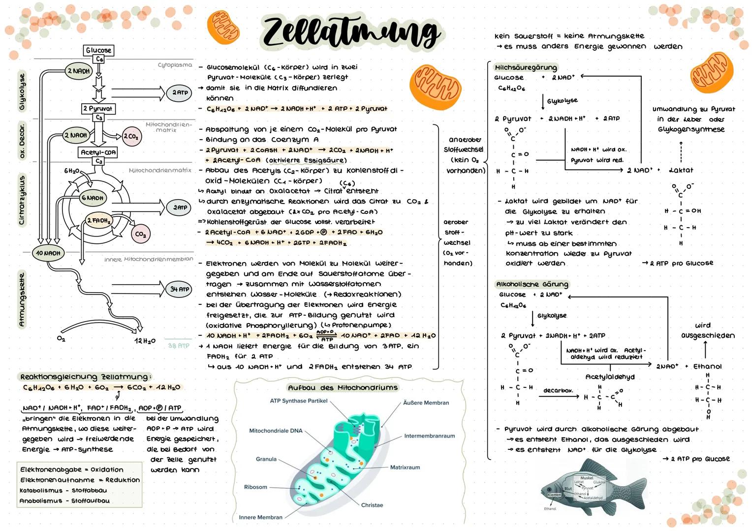 ## Zellatmung
### Glykolyse
* Glucose $C_6$
* 2 NADH
* 2 ATP
* 2 Pyruvat $C_3$
### Citratzyklus
* 2 $CO_2$
* 6 NADH
* 2 $FADH_2$
* 2 ATP