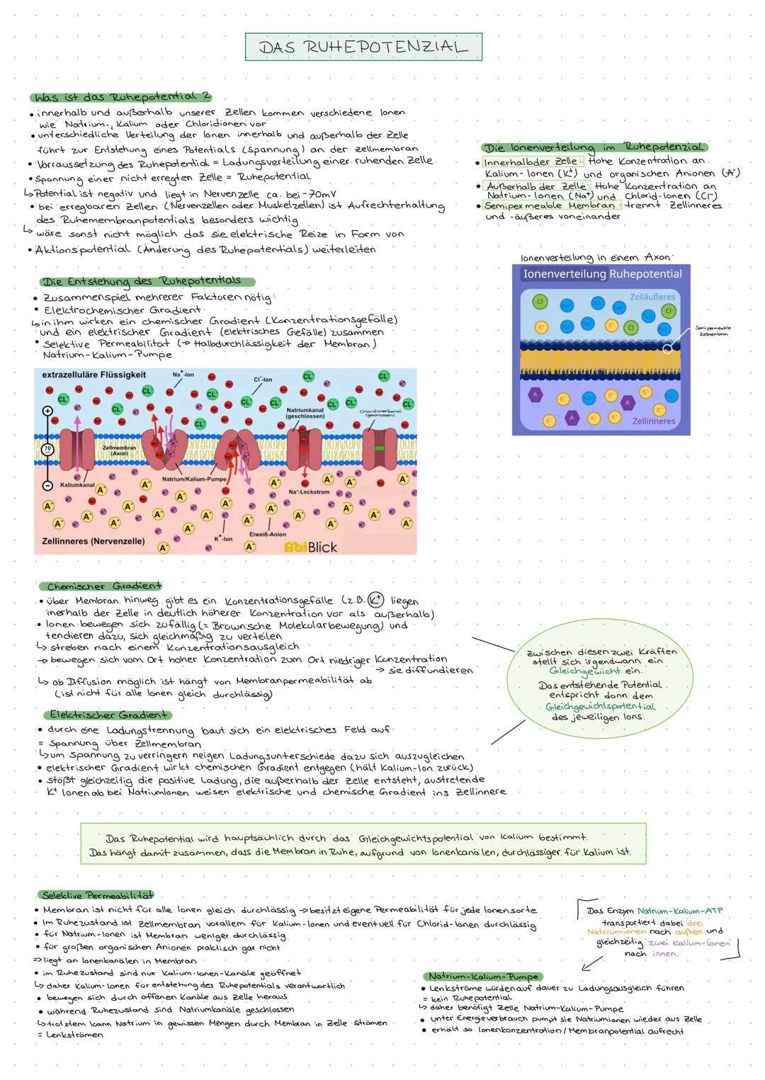 ## DAS RUHEPOTENZIAL
Was ist das Ruhepotential?
- innerhalb und außerhalb unserer Zellen kommen verschiedene Ionen, wie Natrium, Kalium ode