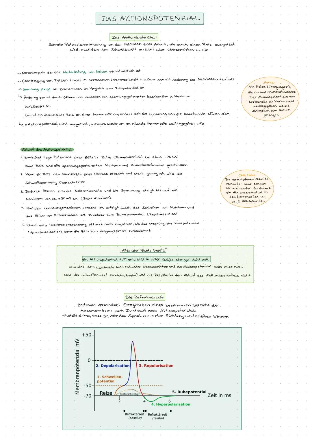 ## DAS AKTIONSPOTENZIAL
### Das Aktionspotenzial:
Schnelle Potenzialveränderung an der Membran eines Axons, die durch einen Reiz ausgelöst