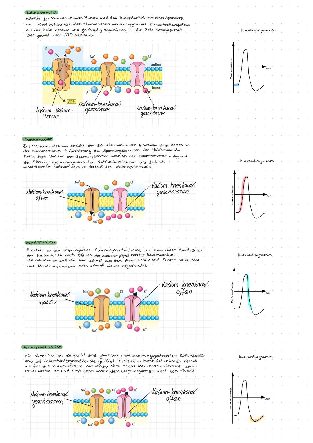 ## DAS AKTIONSPOTENZIAL
### Das Aktionspotenzial:
Schnelle Potenzialveränderung an der Membran eines Axons, die durch einen Reiz ausgelöst