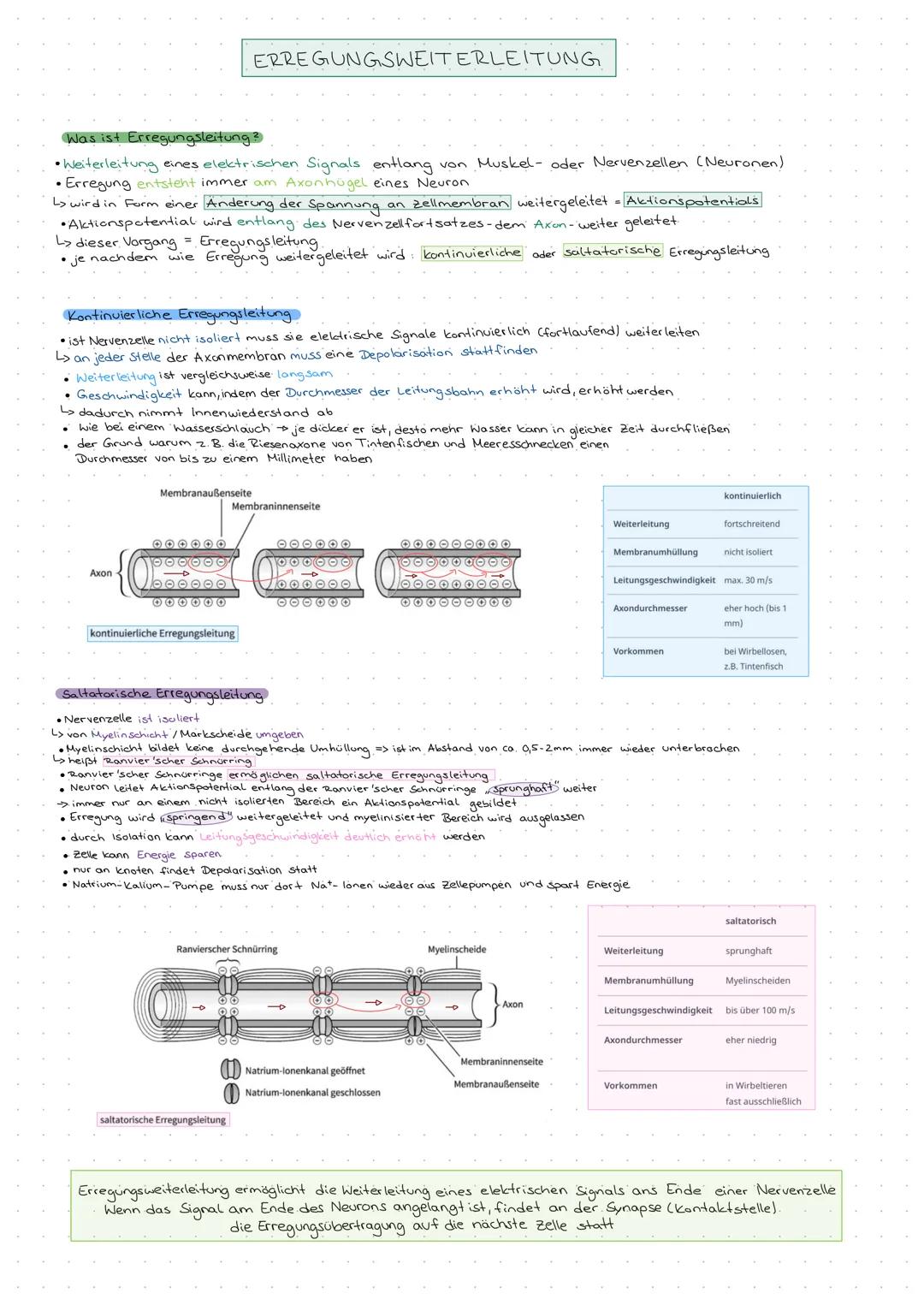 Erregungsweiterleitung