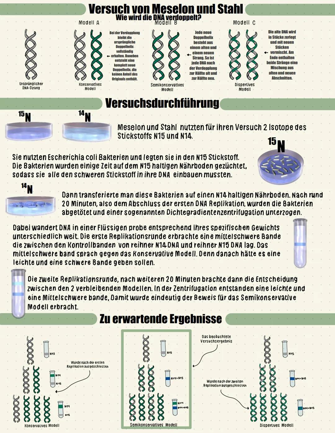 ## Zellteilung und Mitose
Zellteilung ist der Prozess, bei dem eine Zelle wächst, ihr Erbgut verdoppelt und sich schließlichteilt. Am Ende e