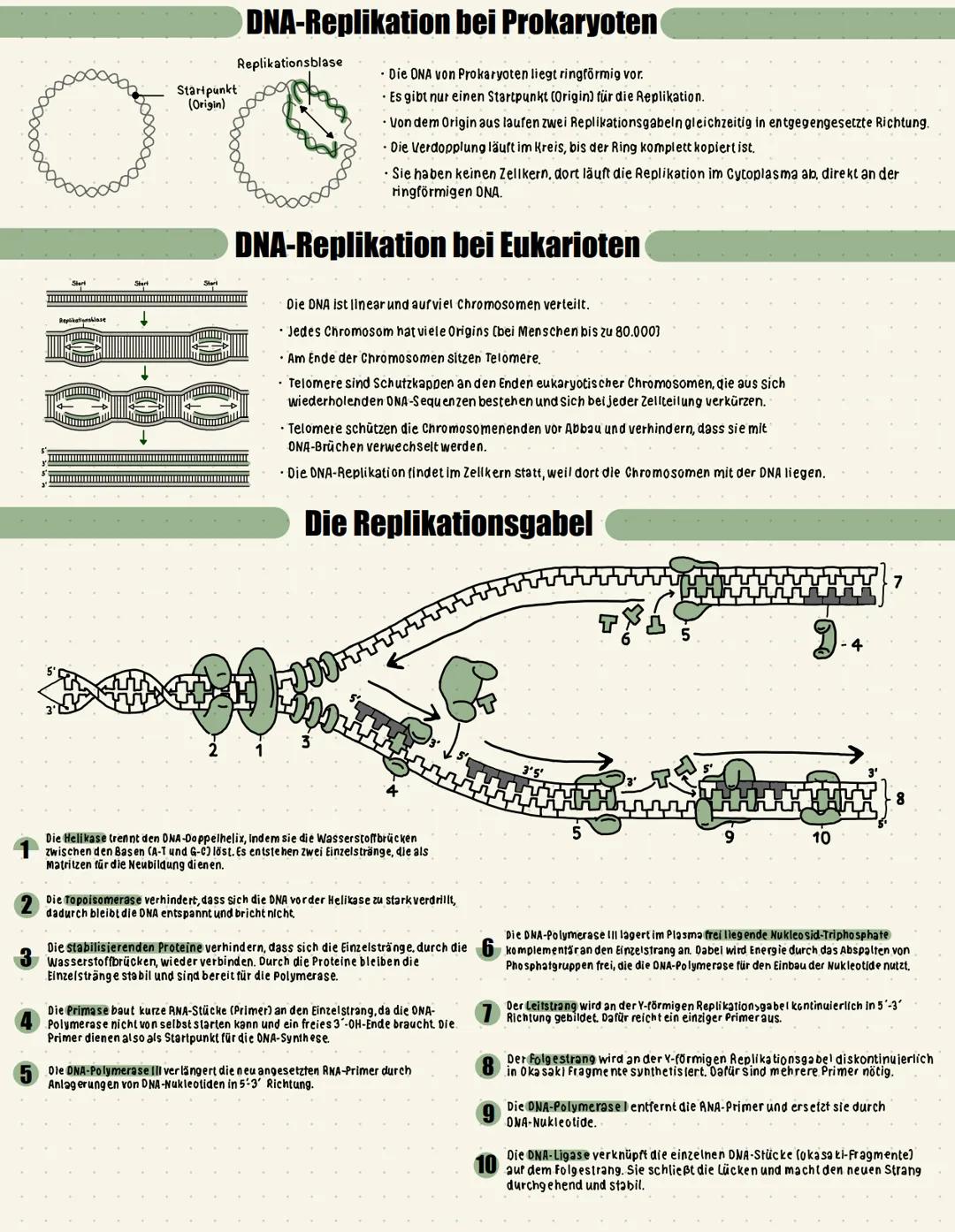 ## Zellteilung und Mitose
Zellteilung ist der Prozess, bei dem eine Zelle wächst, ihr Erbgut verdoppelt und sich schließlichteilt. Am Ende e