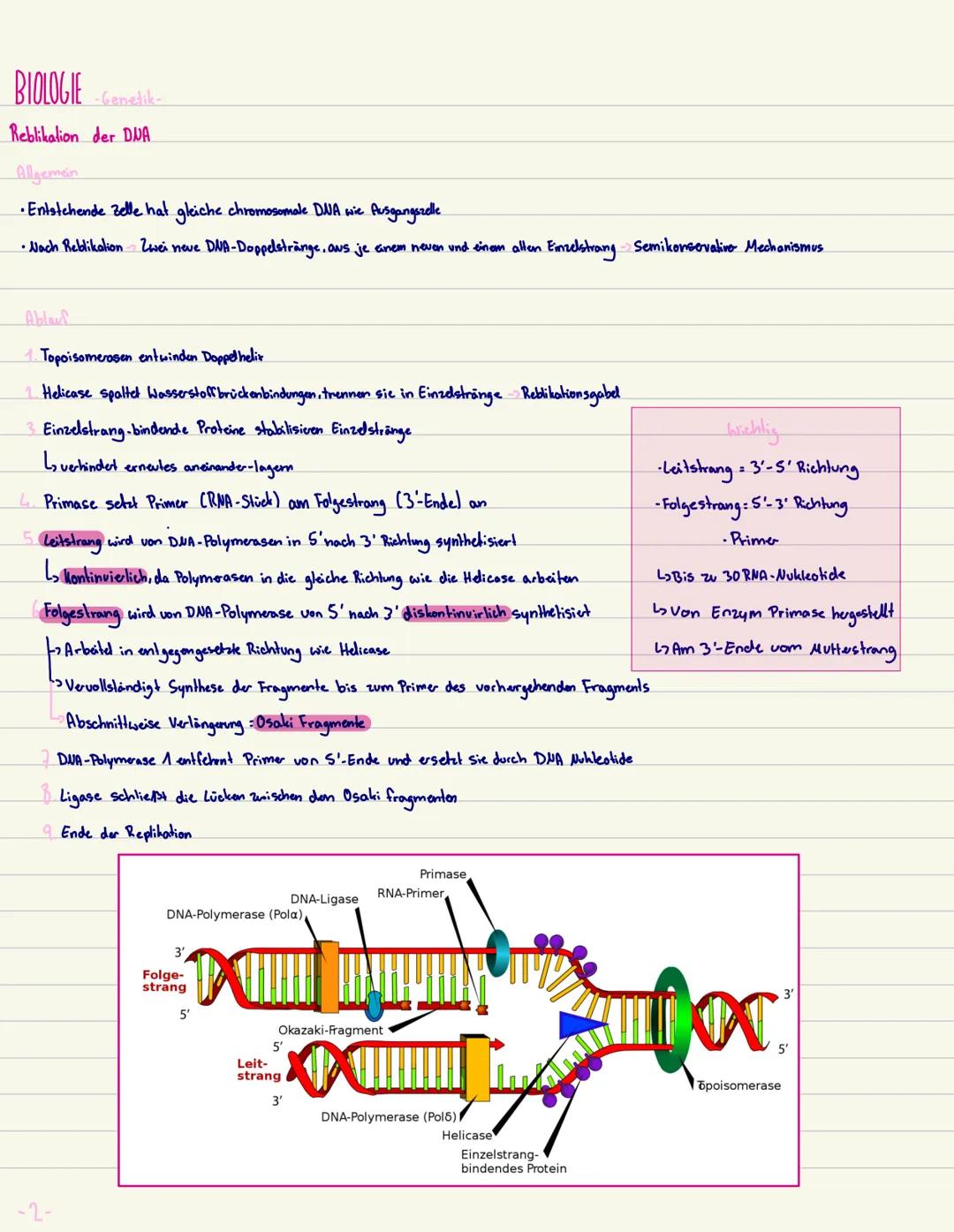 BIOLOGIE
Aufbau der DNA Träger do Erbinformation
•besteht aus Phosphat, Zucker und vier organischen Stickstoffon.
A-T
•Die Basen: Adenin-Thy
