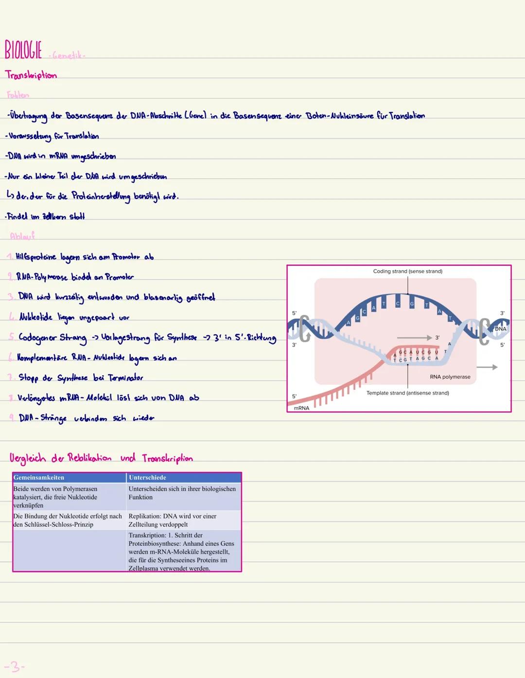 BIOLOGIE
Aufbau der DNA Träger do Erbinformation
•besteht aus Phosphat, Zucker und vier organischen Stickstoffon.
A-T
•Die Basen: Adenin-Thy