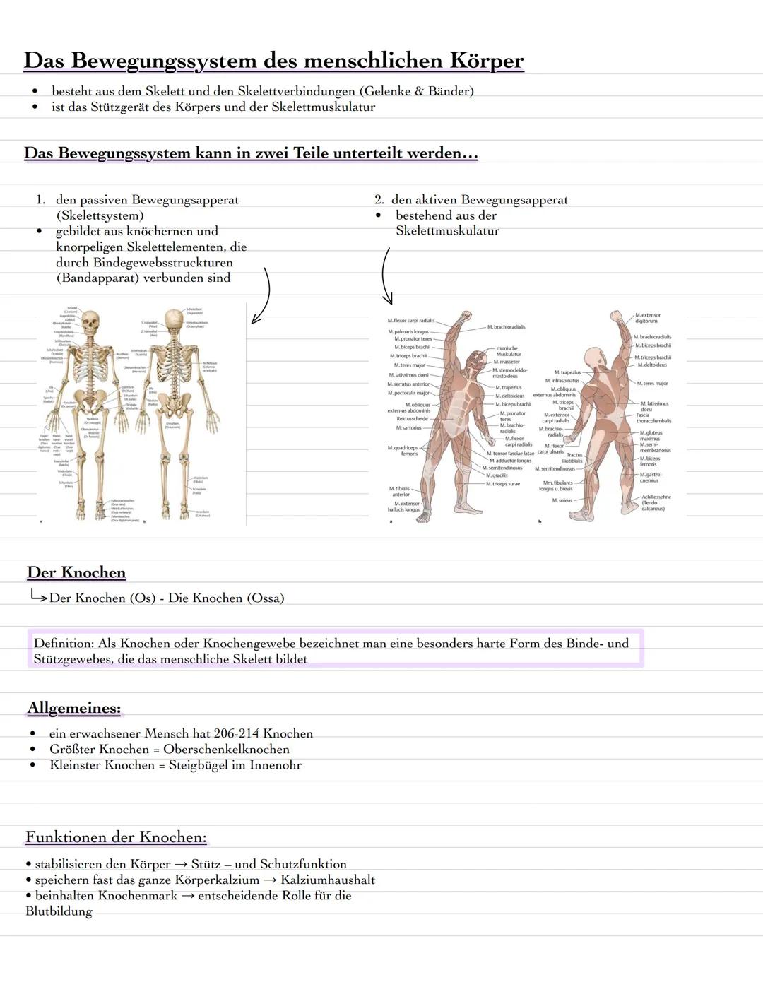 Anatomie Knochen