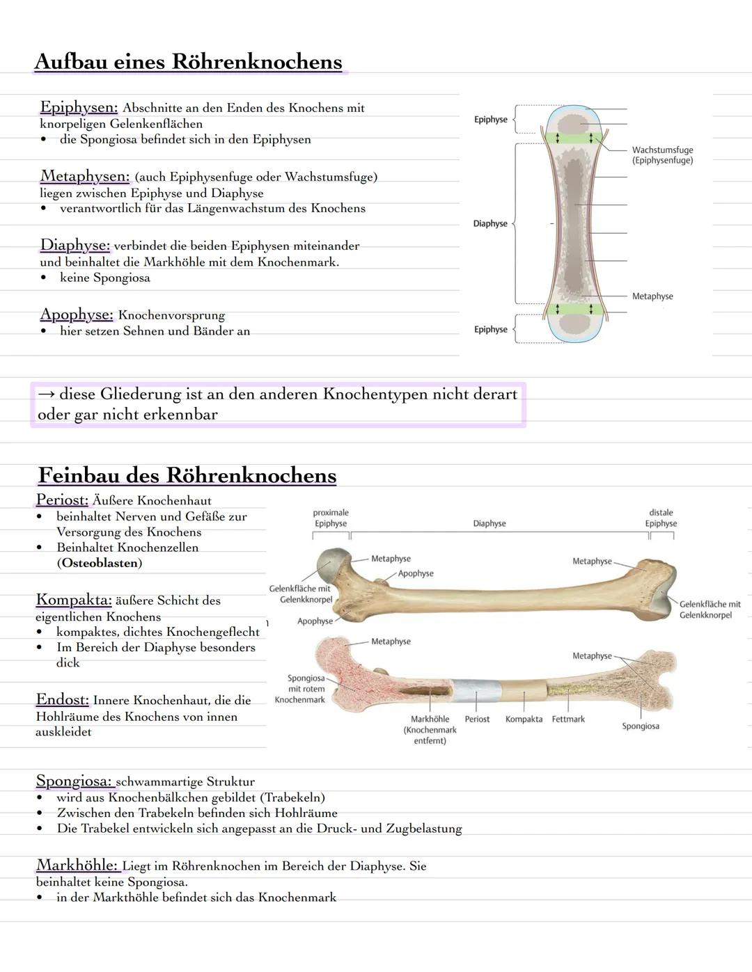 # Das Bewegungssystem des menschlichen Körper
- besteht aus dem Skelett und den Skelettverbindungen (Gelenke & Bänder)
- ist das Stützgerät