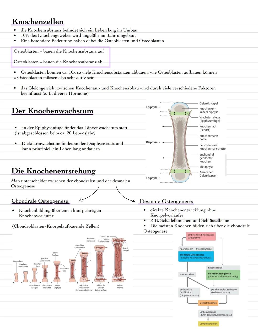 # Das Bewegungssystem des menschlichen Körper
- besteht aus dem Skelett und den Skelettverbindungen (Gelenke & Bänder)
- ist das Stützgerät