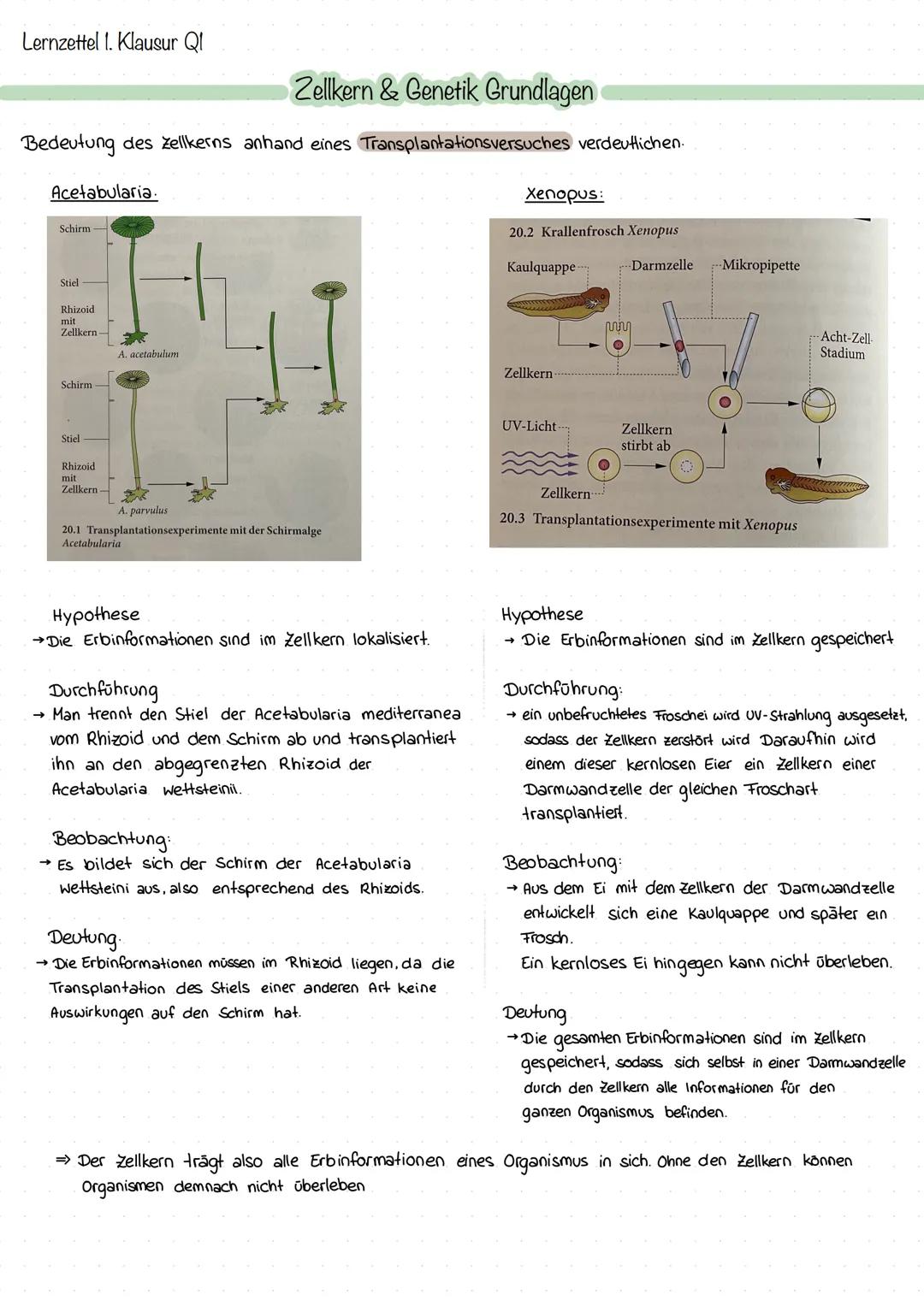 Lernzettel 1. Klausur Q1
Zellkern & Genetik Grundlagen
Bedeutung des Zellkerns anhand eines Transplantationsversuches verdeutlichen.
Acet