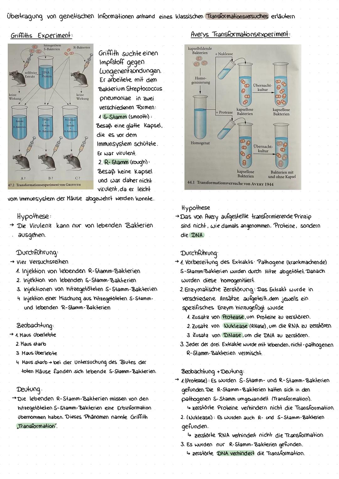 Lernzettel 1. Klausur Q1
Zellkern & Genetik Grundlagen
Bedeutung des Zellkerns anhand eines Transplantationsversuches verdeutlichen.
Acet