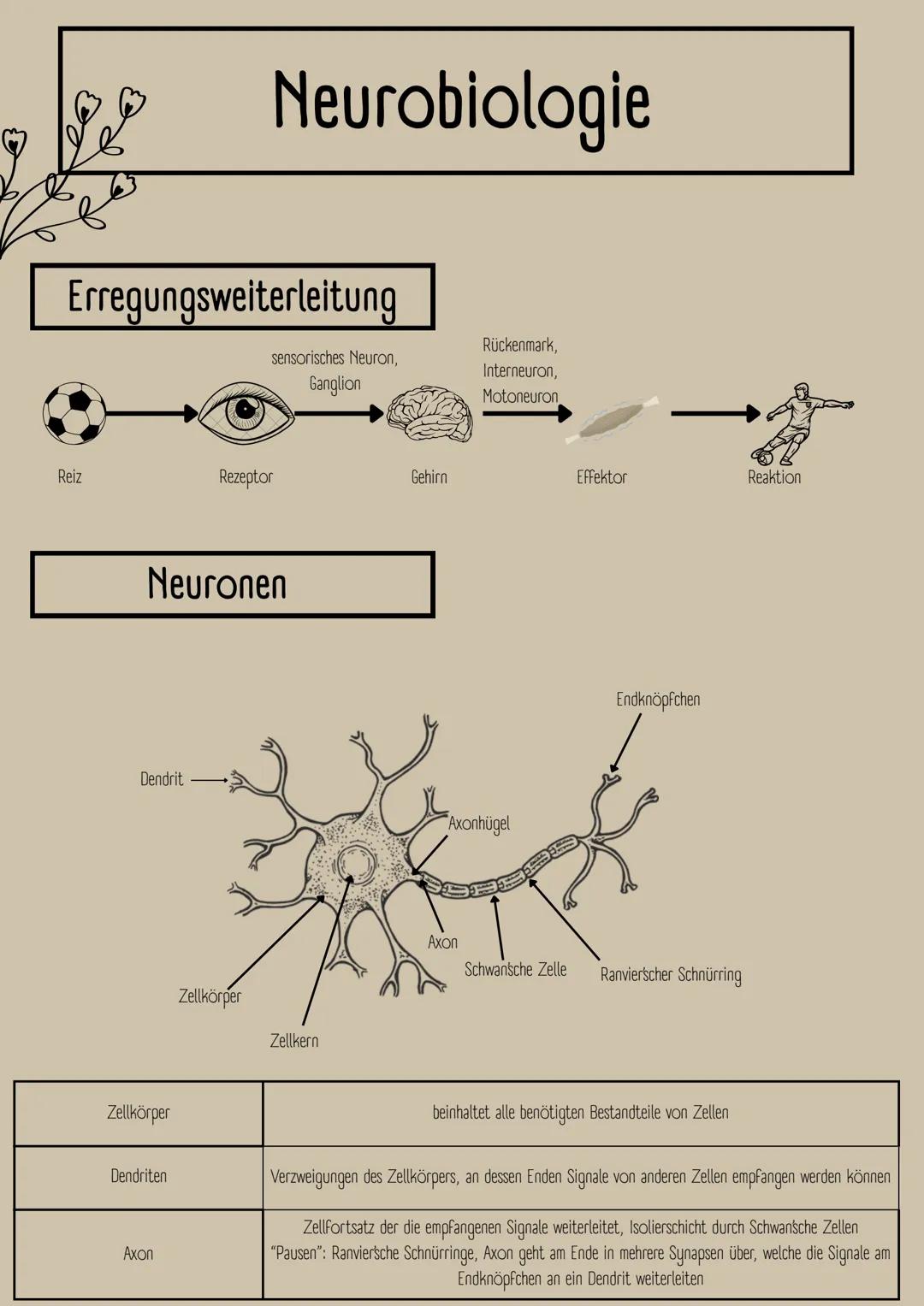 Neurobiologie, Klausur Nr. 1, Q1