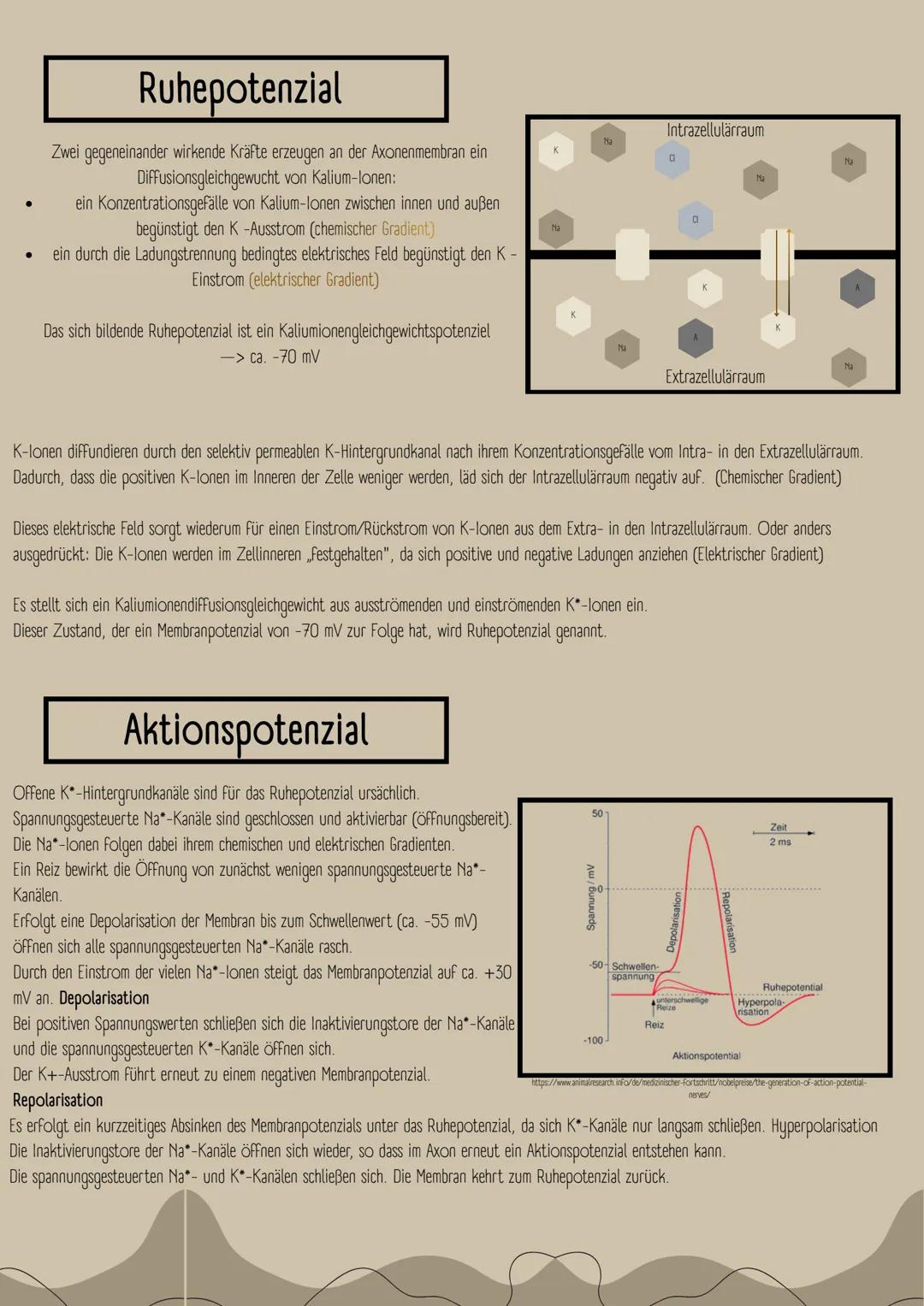 # Neurobiologie
## Erregungsweiterleitung
sensorisches Neuron,
Ganglion
Rückenmark,
Interneuron,
Motoneuron
Reiz
Rezeptor
Gehirn
Effe