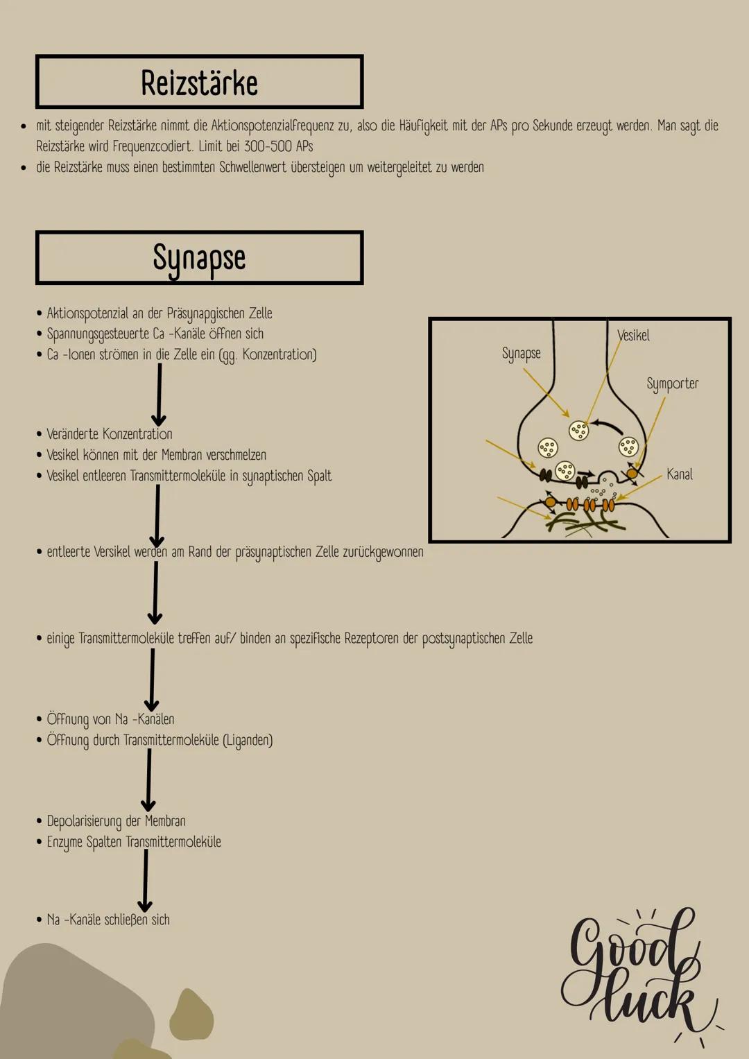 # Neurobiologie
## Erregungsweiterleitung
sensorisches Neuron,
Ganglion
Rückenmark,
Interneuron,
Motoneuron
Reiz
Rezeptor
Gehirn
Effe