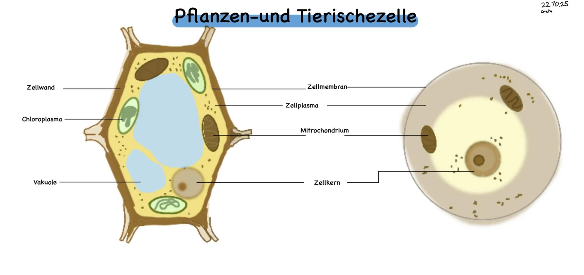 # Pflanzen-und Tierischezelle
Zellwand
Chloroplasma
Vakuole
Zellmembran
Zellplasma
Mitochondrium
Zellkern
22.10.25
Greta