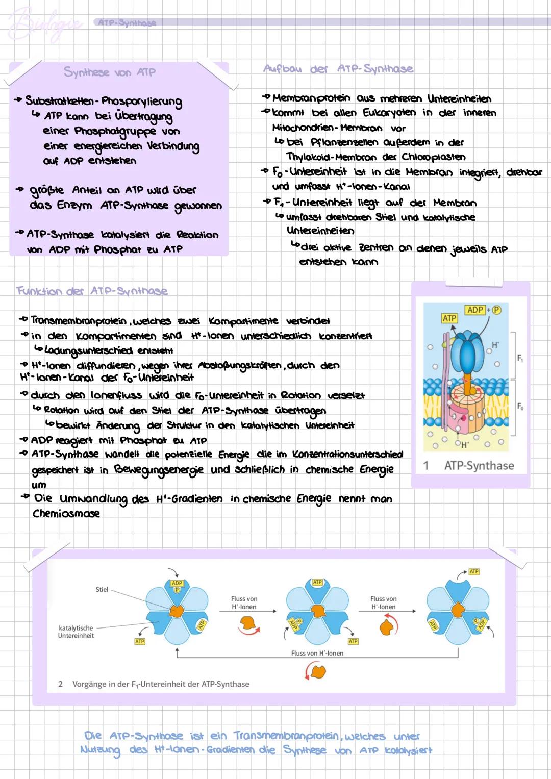 # ATP-Synthase
Synthese von ATP
→Substratketten-Phosporylierung
Lo ATP kann bei Übertragung
einer Phosphatgruppe von
einer energiereichen