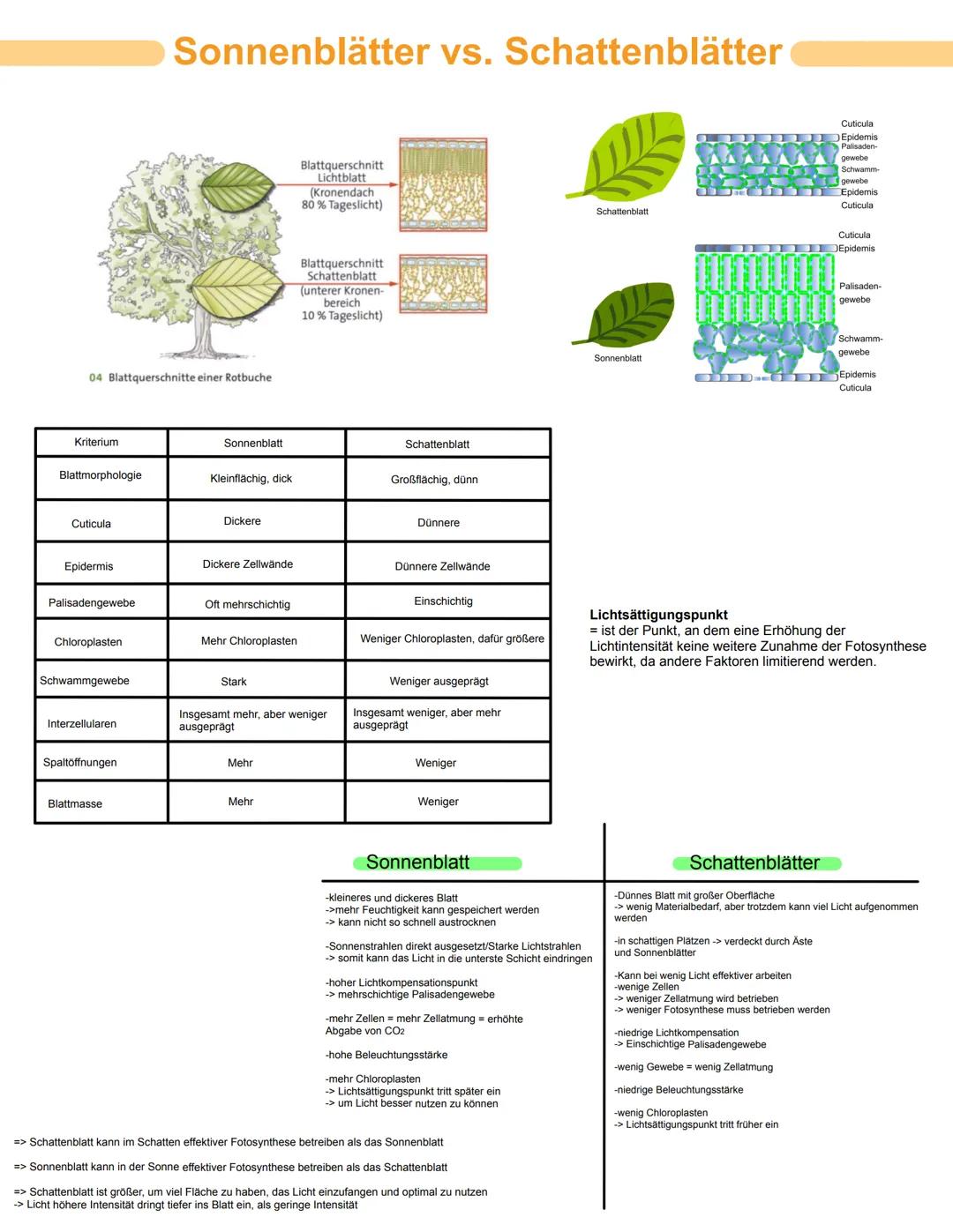 # Bio GK
# Stoffwechselphysiologie
## Abitur 2025 - Lernzettel
abitur.nrw
Vorgaben 2025
Biologie
# Grundkurs
Neurobiologie
Grundlage