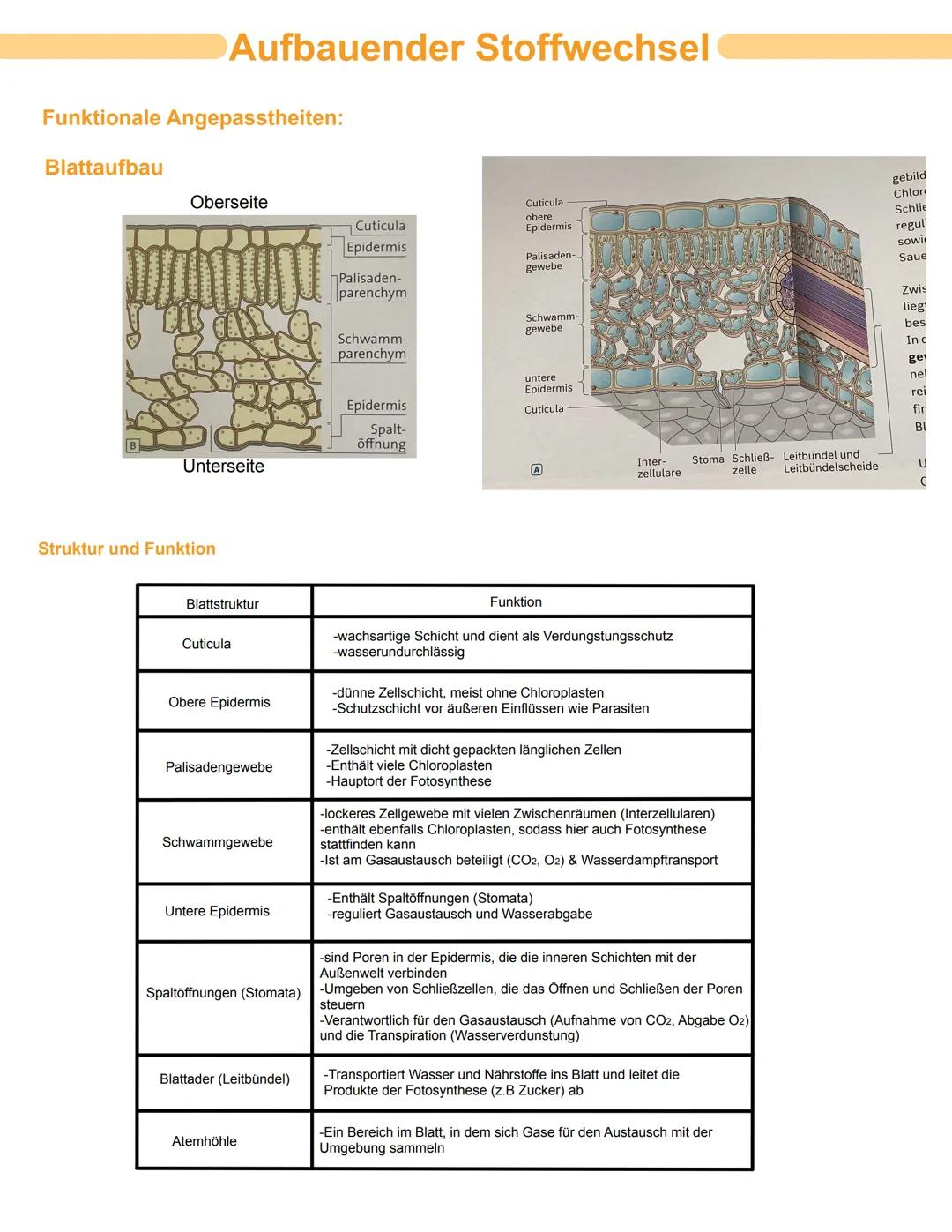 # Bio GK
# Stoffwechselphysiologie
## Abitur 2025 - Lernzettel
abitur.nrw
Vorgaben 2025
Biologie
# Grundkurs
Neurobiologie
Grundlage