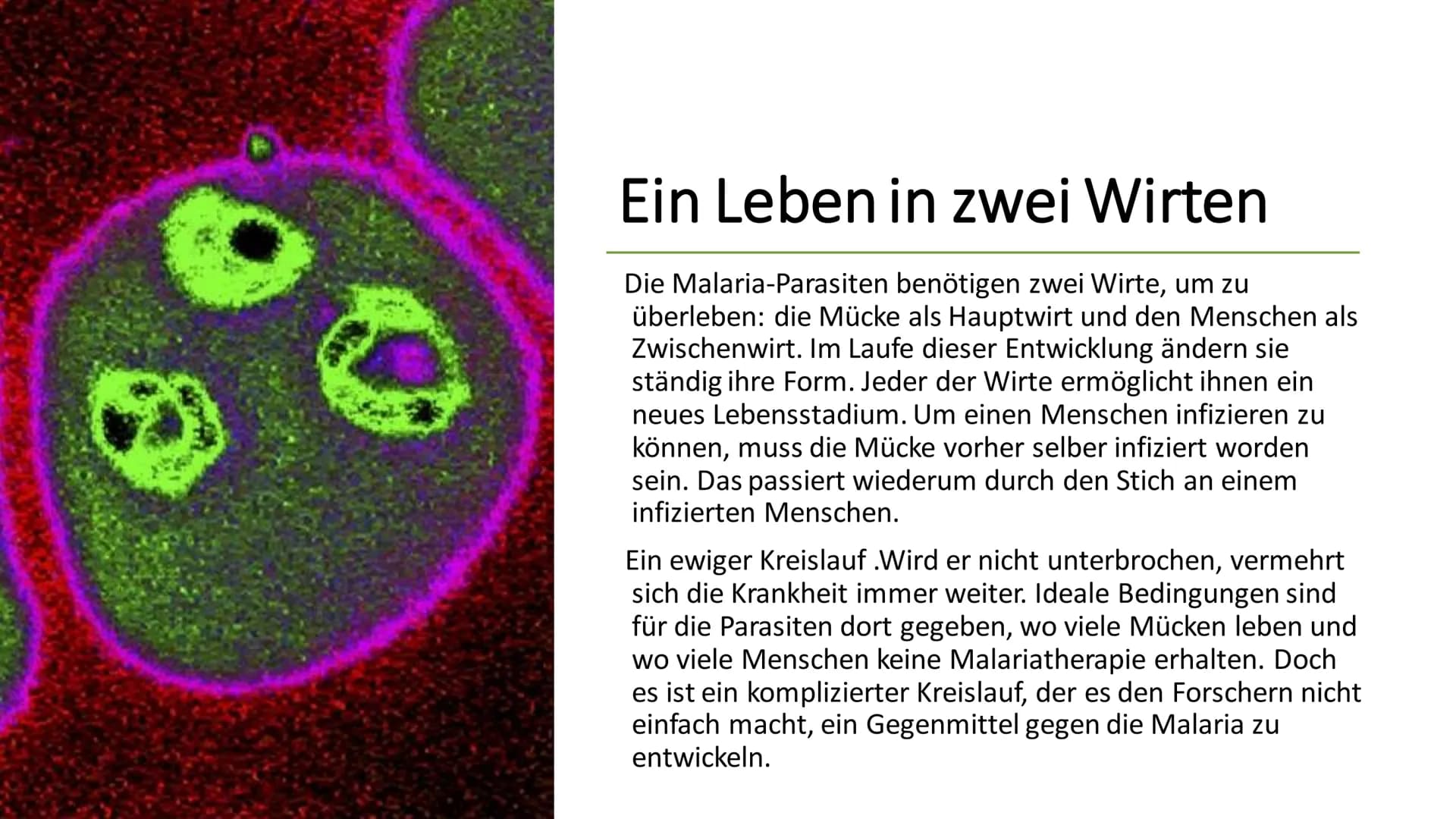 Malaria
Präsentation von
Romina Boketta # Inhaltsverzeichnis
* Entdecker Malarias
* Hystorisches
* Erregertypen
* Infektionsweg
* Inkubation