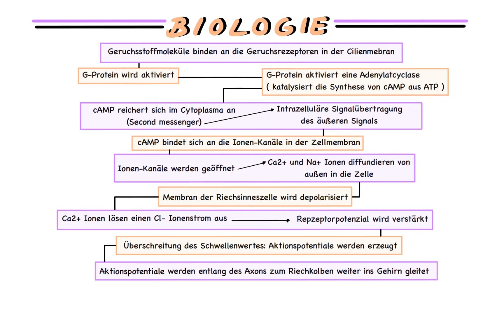 # BIOLOGIE
Geruchsstoffmoleküle binden an die Geruchsrezeptoren in der Cilienmebran
G-Protein wird aktiviert
G-Protein aktiviert eine Adenyl