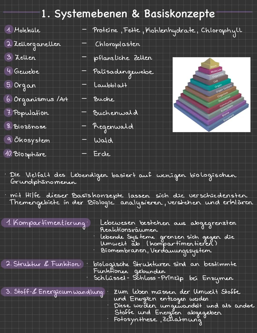 <h2>Systemebenen & Basiskonzepte</h2>
<p>Die Biologie untersucht das Leben auf verschiedenen Systemebenen, beginnend bei den Molekülen,