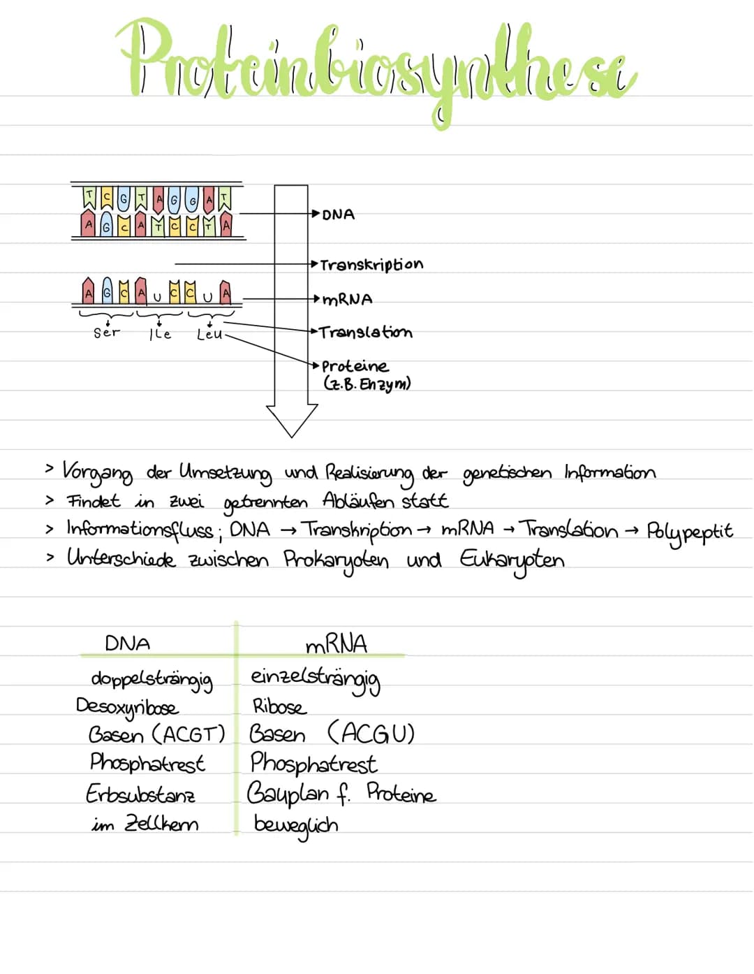 Proteinbiosynthese (Transkription, Translation) – Seite 3