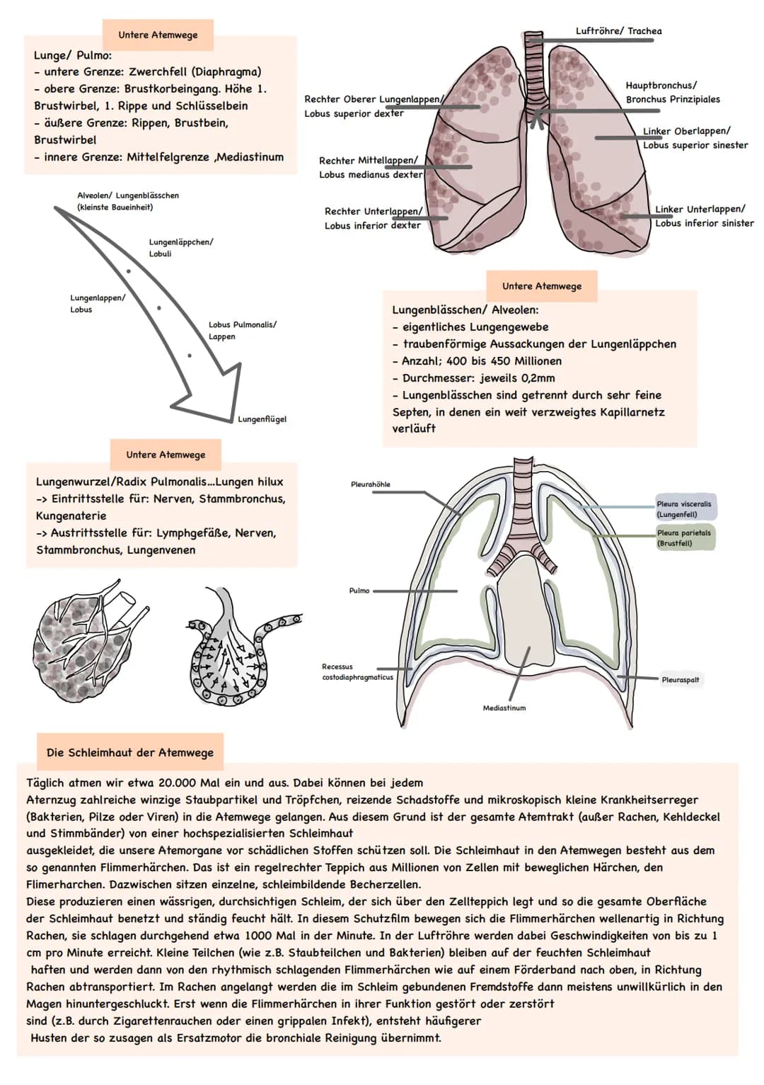 # Anatomie
## Bestandteile des Atemweges:
### Einteilung der Atemwege:
#### obere Atemwege
- Nase
- Rachen
#### untere Atemwege:
- Kehlkopf