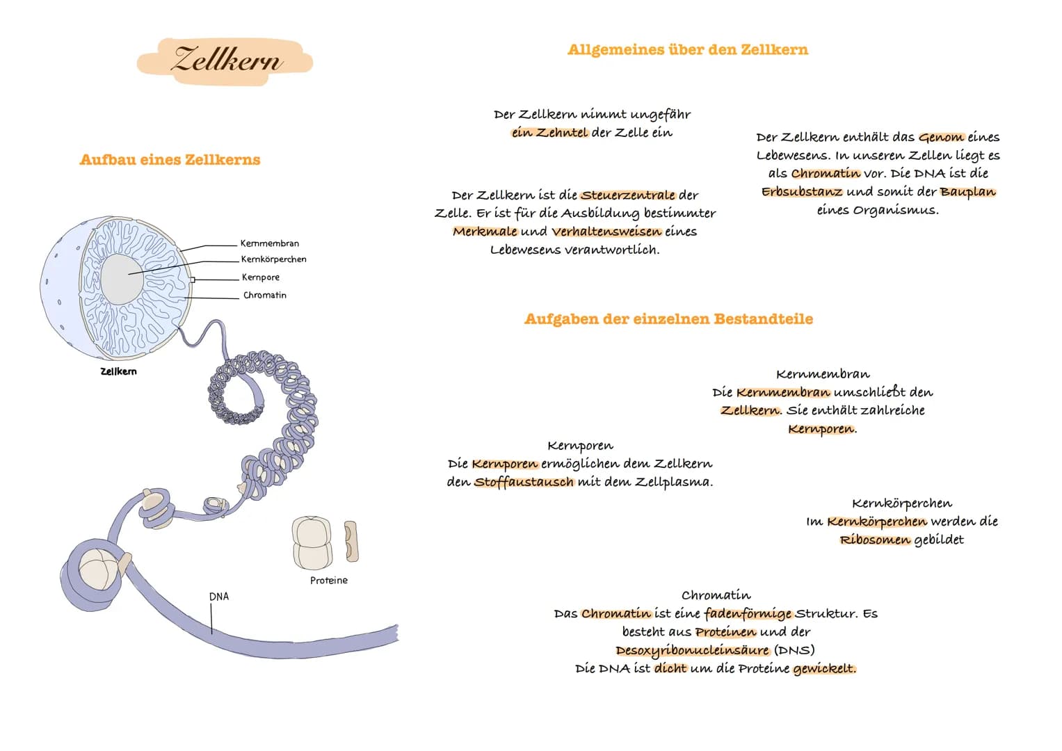 ## Aufbau einer Tierzelle
Ribosome
Zellkern
Zellmembran.
Zellplasma
Endoplasmatisches Reticulum
Mitochondrien
Golgi-Apparat
Tierzelle
## Auf