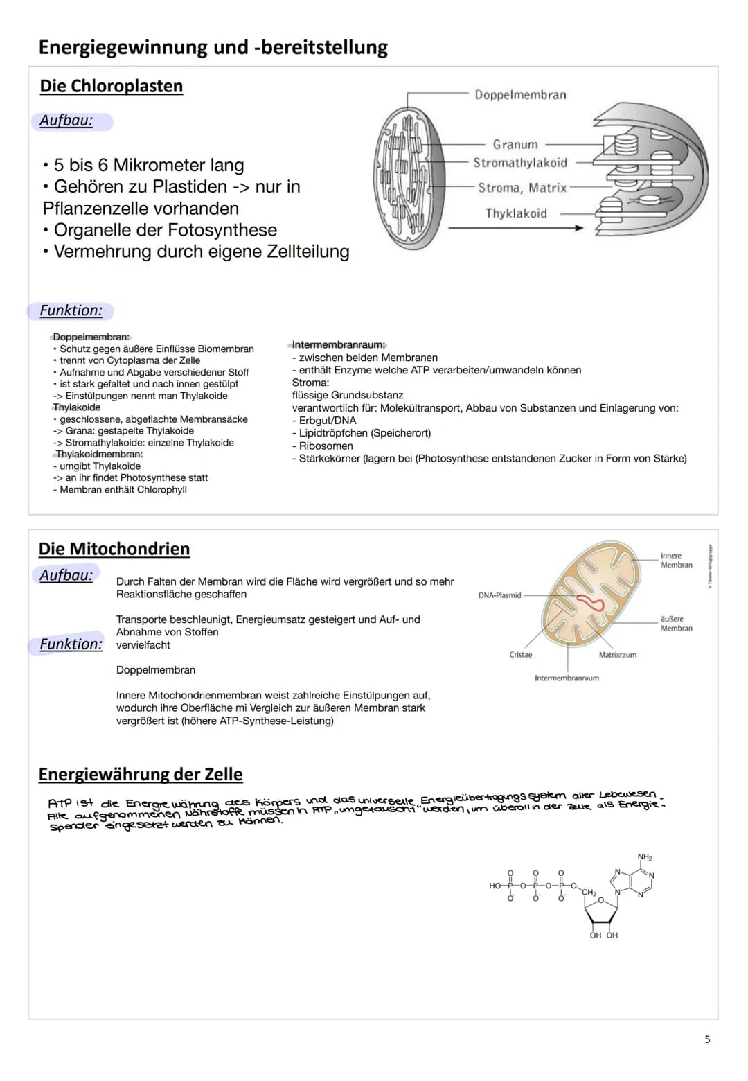 ZELL
BIO
LOGIE # Zellbiologie
## Die Zelle
Eine Zelle (lateinisch cellula ,kleine Kammer, Zelle') ist die kleinste lebende Einheit aller Or