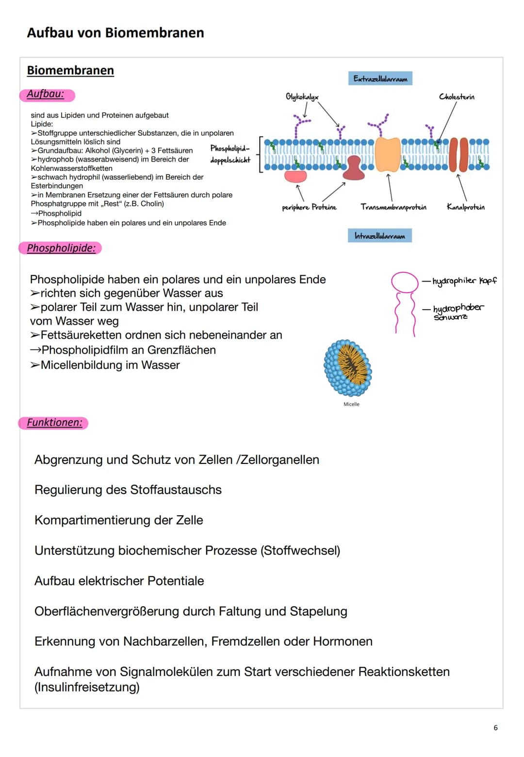 ZELL
BIO
LOGIE # Zellbiologie
## Die Zelle
Eine Zelle (lateinisch cellula ,kleine Kammer, Zelle') ist die kleinste lebende Einheit aller Or