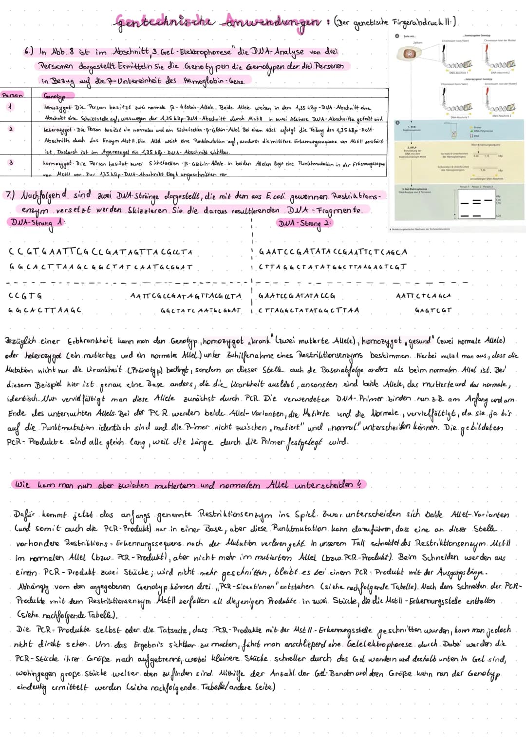 ## gentechnische anwendungen: (Der genetische Fingerabdruck 1)
**Genotyp**
homozygot gesund:
zwei normale Allele,
beide mit MstII-
Erkennu