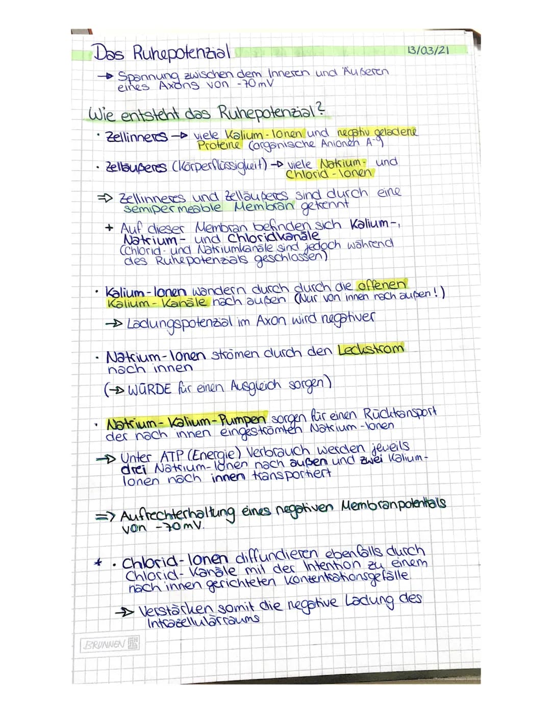 <p>Die Nervenzelle besteht aus einem äußeren und einem inneren Zellteil, die durch eine semipermeable Membran voneinander getrennt sind. Au