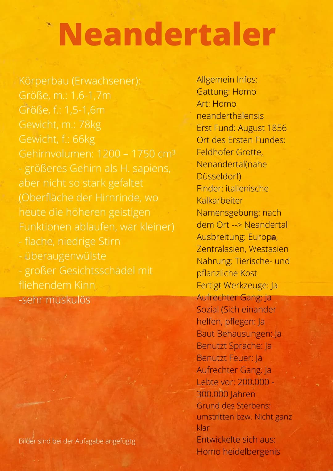 20
# Neandertaler
## Körperbau (Erwachsener):
- Größe, m.: 1,6-1,7m
- Größe, f.: 1,5-1,6m
- Gewicht, m.: 78kg
- Gewicht, f.: 66kg
- Gehirnv