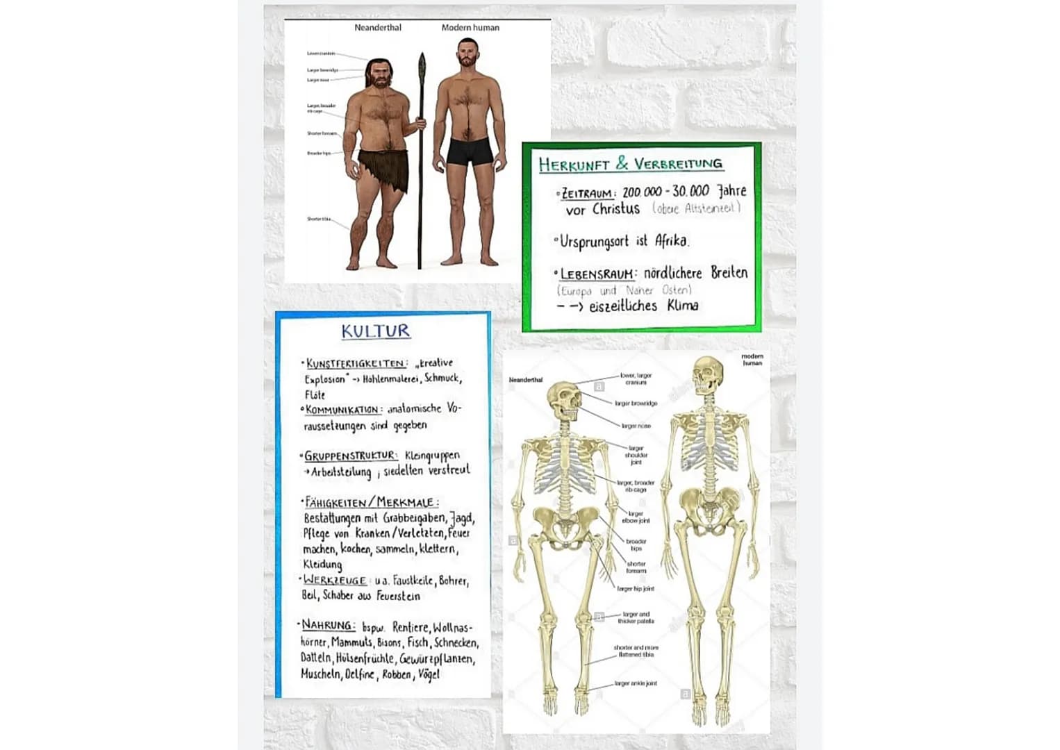 20
# Neandertaler
## Körperbau (Erwachsener):
- Größe, m.: 1,6-1,7m
- Größe, f.: 1,5-1,6m
- Gewicht, m.: 78kg
- Gewicht, f.: 66kg
- Gehirnv