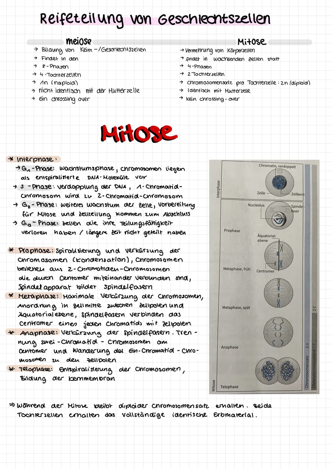 # MEIOSE
## 1. Relfeteilung
* Prophase I: Chromatin kondensiert, Spinerapparat
bildet sich intrachromosomale Rekombination
* Metaphase I: