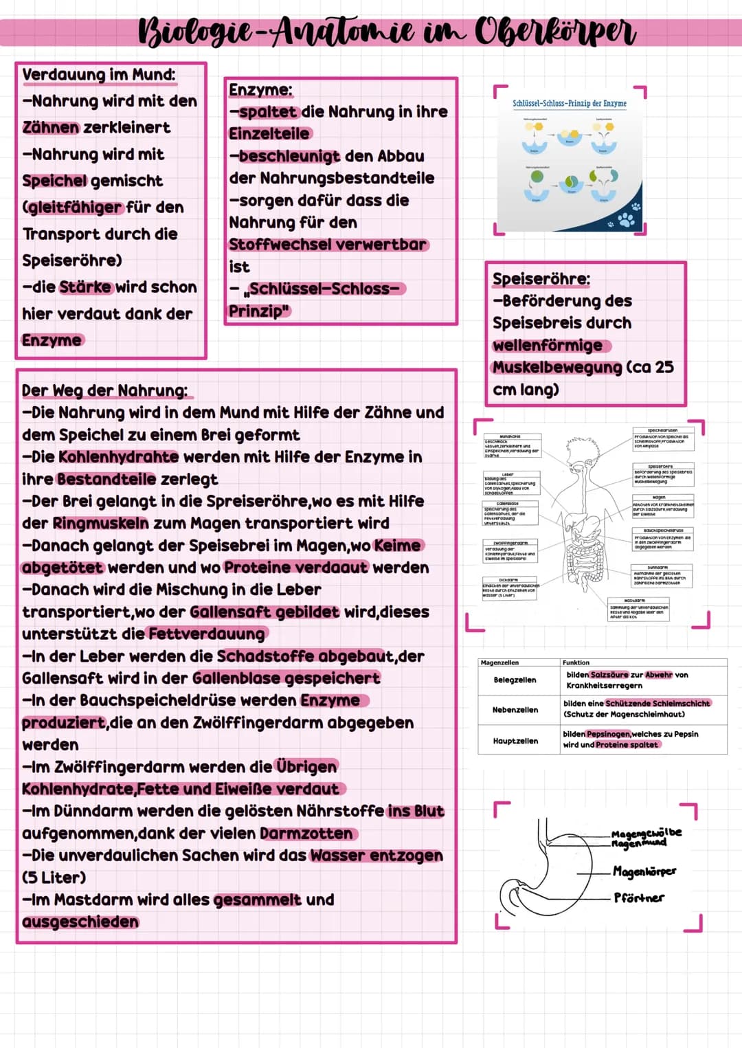# Biologie-Anatomie im Oberkörper
## Verdauung im Mund:
- Nahrung wird mit den Zähnen zerkleinert
- Nahrung wird mit Speichel gemischt (gle