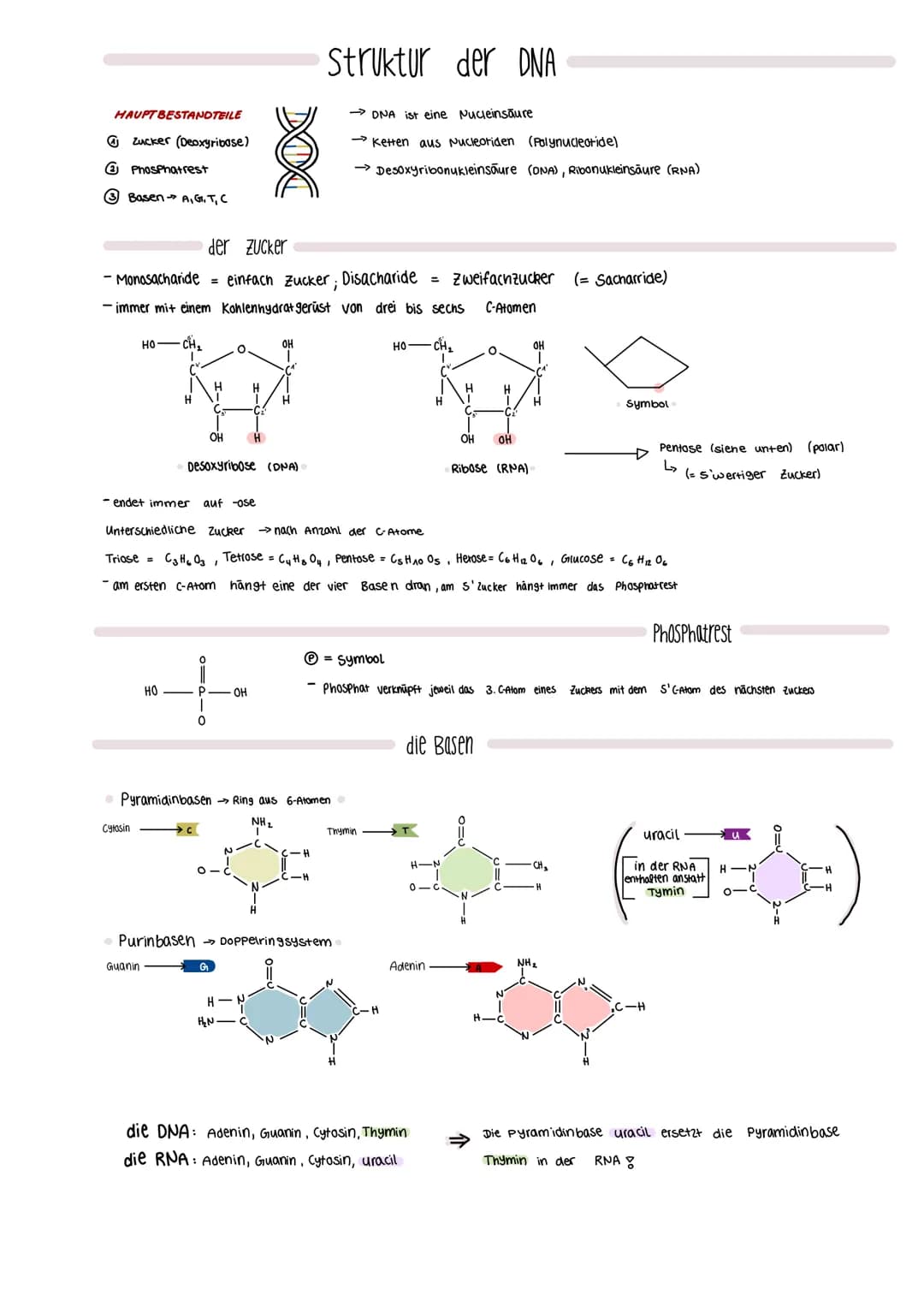 # Struktur der DNA
## HAUPTBESTANDTEILE
* Zucker (Deoxyribose)
* Phosphatrest
* Basen A,G, T, C
→ DNA ist eine Nucleinsäure
→ Ketten