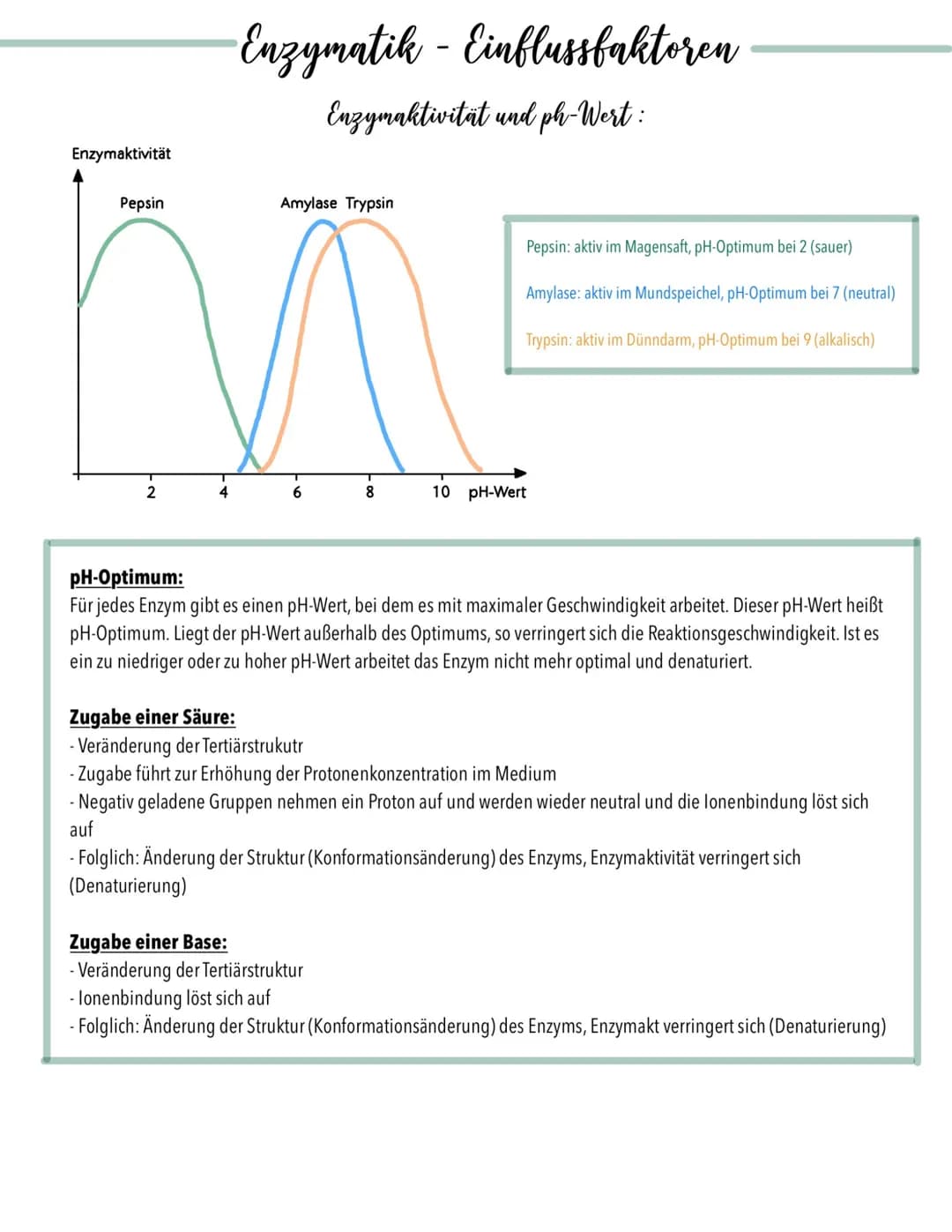 # Enzymatik - Einflussfaktoren
## Enzymaktivität und Substratkonzentration:
Reaktionsgeschwindigkeit (V)
$V_{max}$
$V_{max}/2$
$K_M$
Substra
