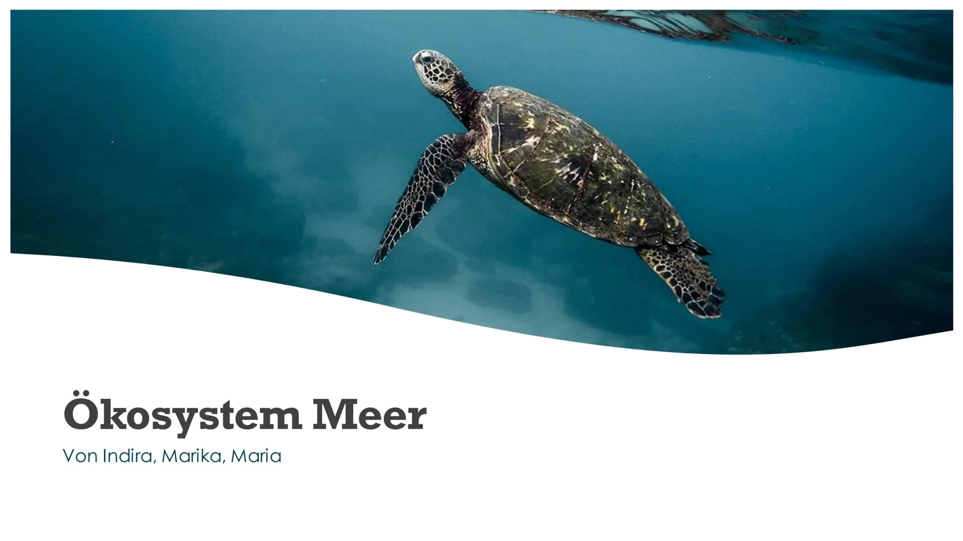 # Ökosystem Meer
Von Indira, Marika, Maria Aufbau und Struktur
Marika # Allgemeines
Meer = weithin ausdehnende, Festland umgebende Wassermas