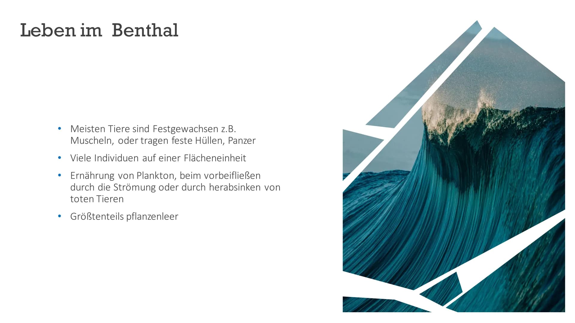 # Ökosystem Meer
Von Indira, Marika, Maria Aufbau und Struktur
Marika # Allgemeines
Meer = weithin ausdehnende, Festland umgebende Wassermas
