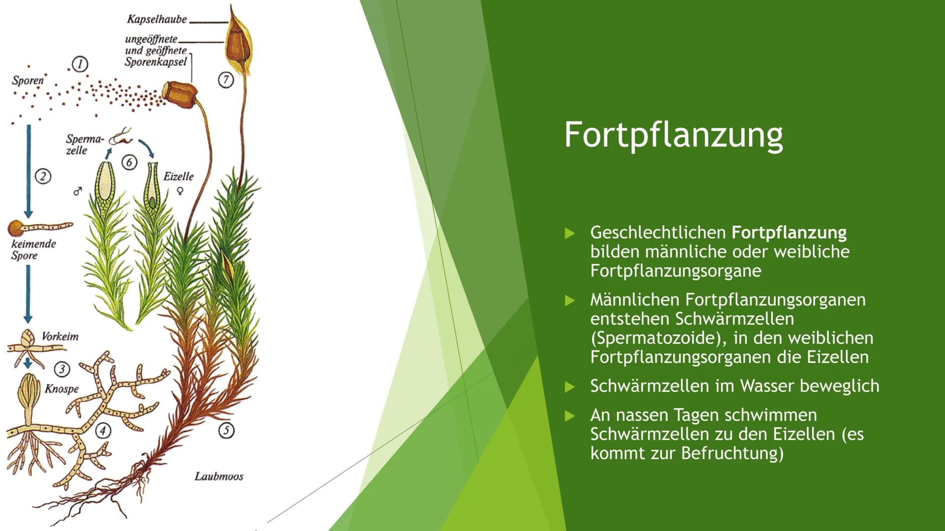 <p>Kostenloser Download von <a href="https://unterricht.schule">unterricht.schule</a></p>
<h2>Aufgabenstellungen:</h2>
<ol>
<li>Fülle die L