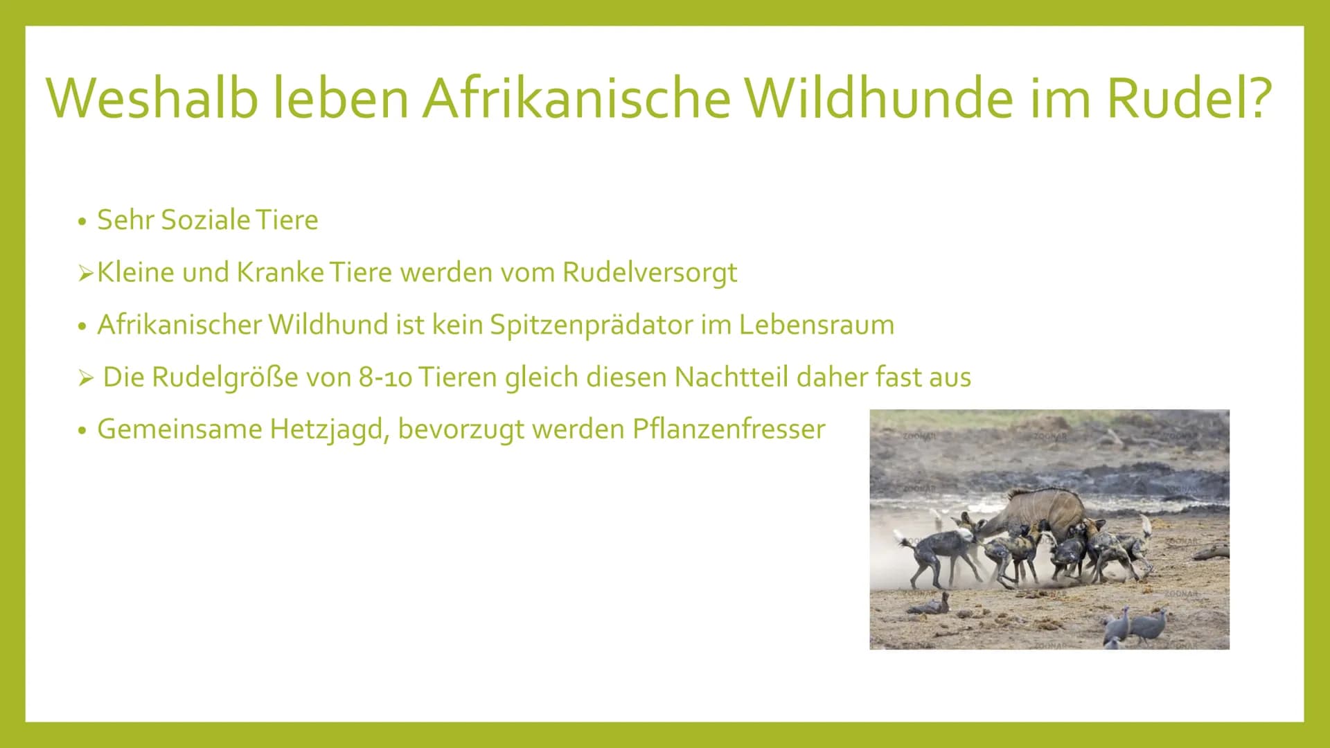 EVOLUTION DER
KOOPERATION
---
Leben in Gruppe # Gliederung
* Formen von Kooperation
* Vor- und Nachteile des Gruppen- bzw. Rudellebens
* Ver
