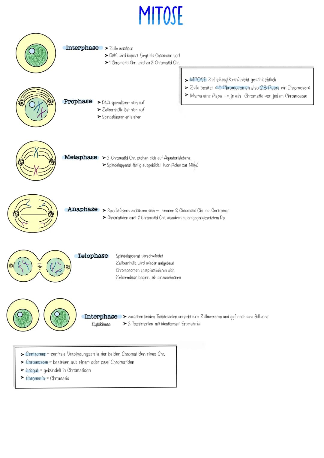# MEIOSE
## Interphase
- Erbmaterial wird verdoppelt
- streng genommen Zeit zwischen zwei Zelltilungen
## Prophase
- Kernmembran fängt an