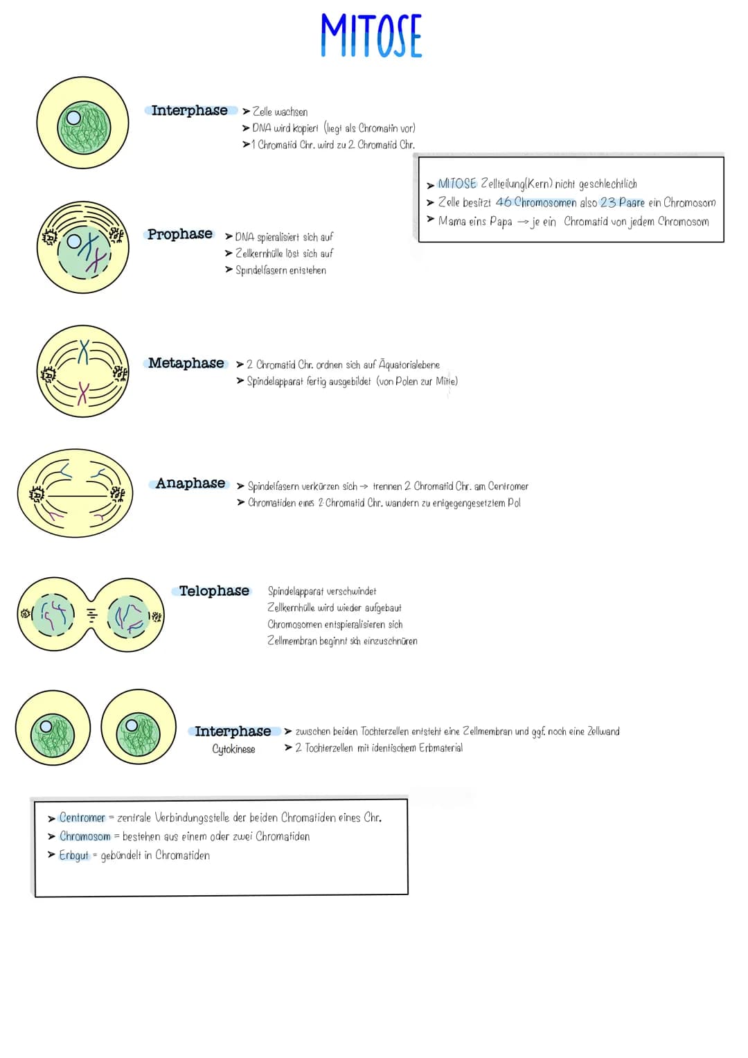 # MEIOSE
## Interphase
- Erbmaterial wird verdoppelt
- streng genommen Zeit zwischen zwei Zelltilungen
## Prophase
- Kernmembran fängt an