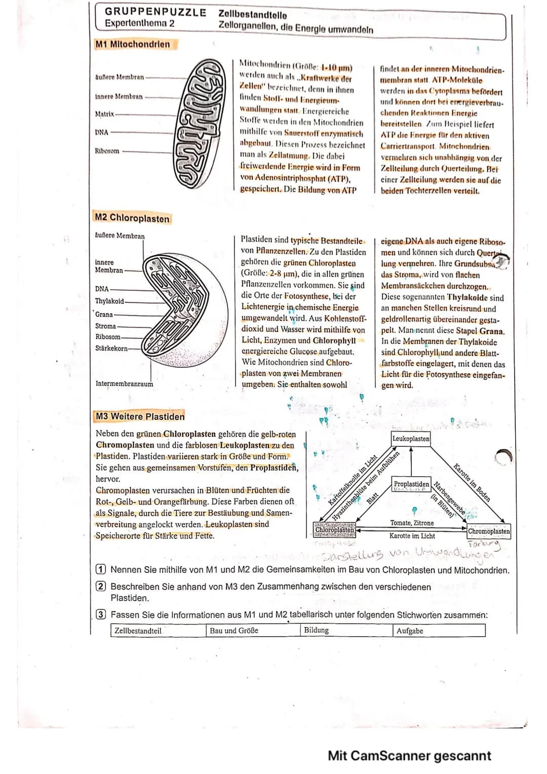 GRUPPENPUZZLE
Expertenthema 2
Zellbestandteile
Zellorganellen, die Energie umwandeln
# M1 Mitochondrien
Außere Membran
Innere Membran
Matri