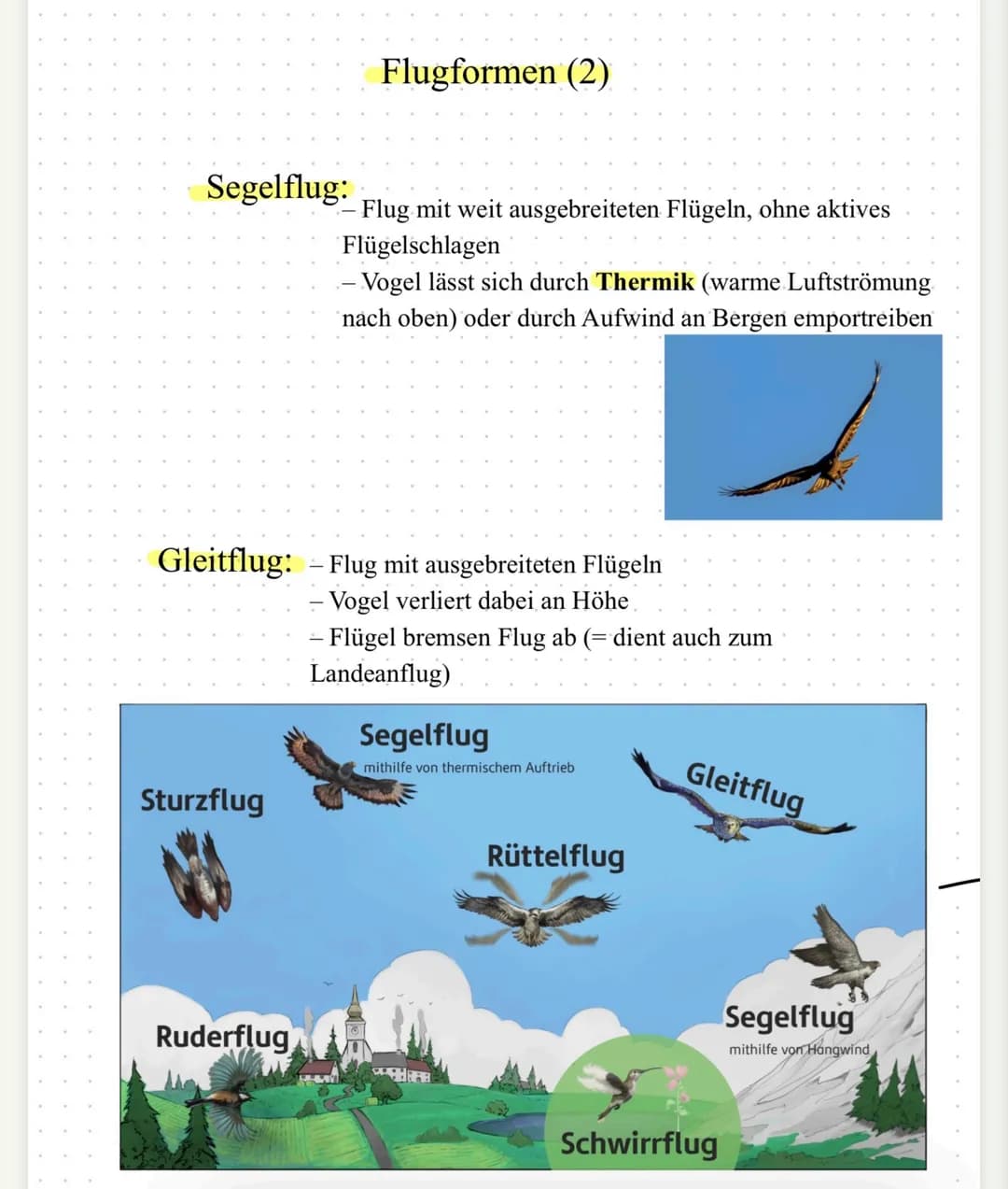 | Flugform | Gleitflug | Rüttelflug | Sturzflug |
|---|---|---|---|
| Energieaufwand | gering | sehr hoch | gering |
| Flügelstellung | weit